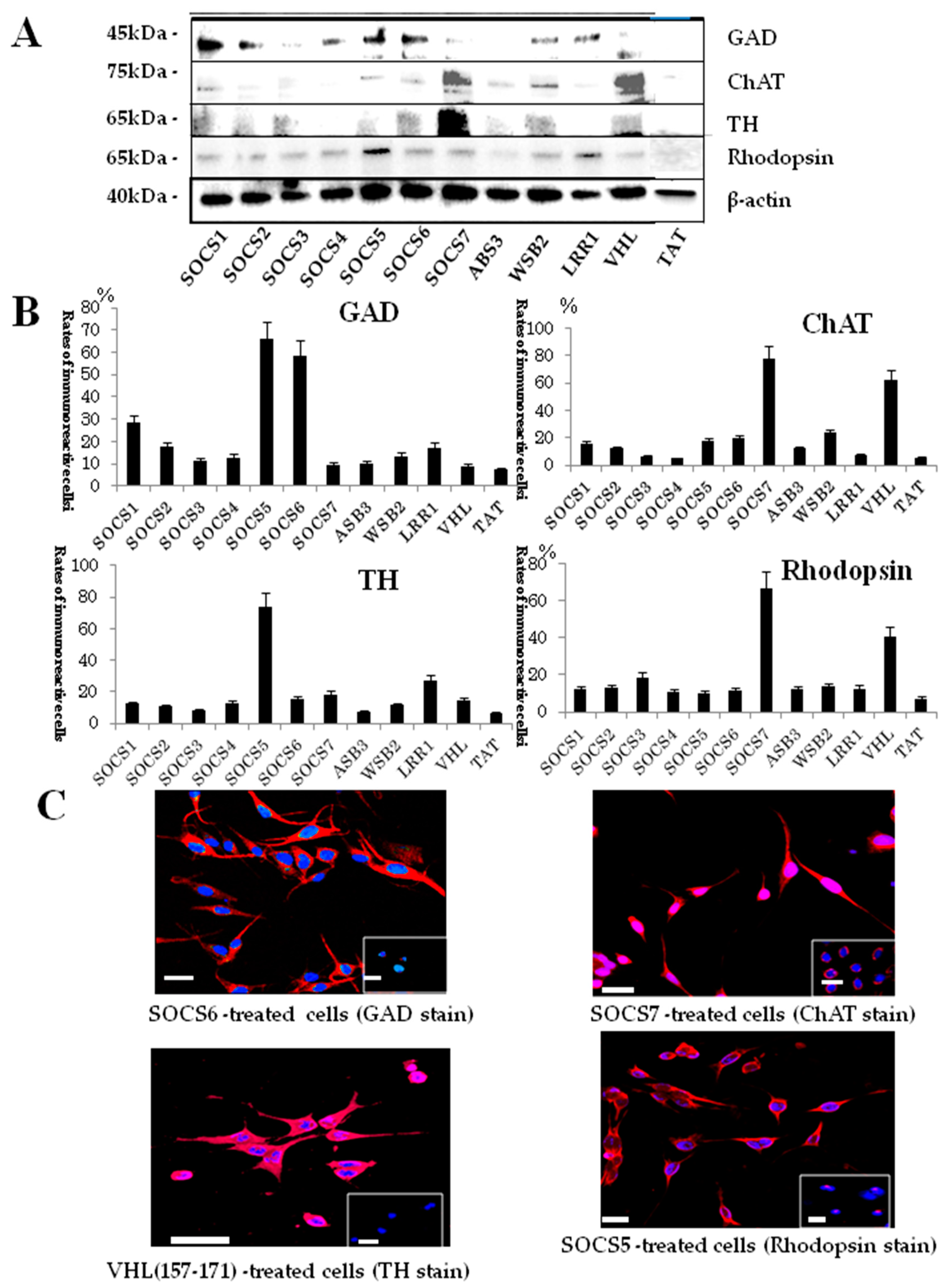 Ijms 19 00466 g006 550