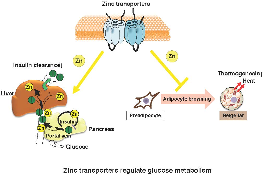 IJMS Free FullText Role of Zinc Homeostasis in the Pathogenesis of