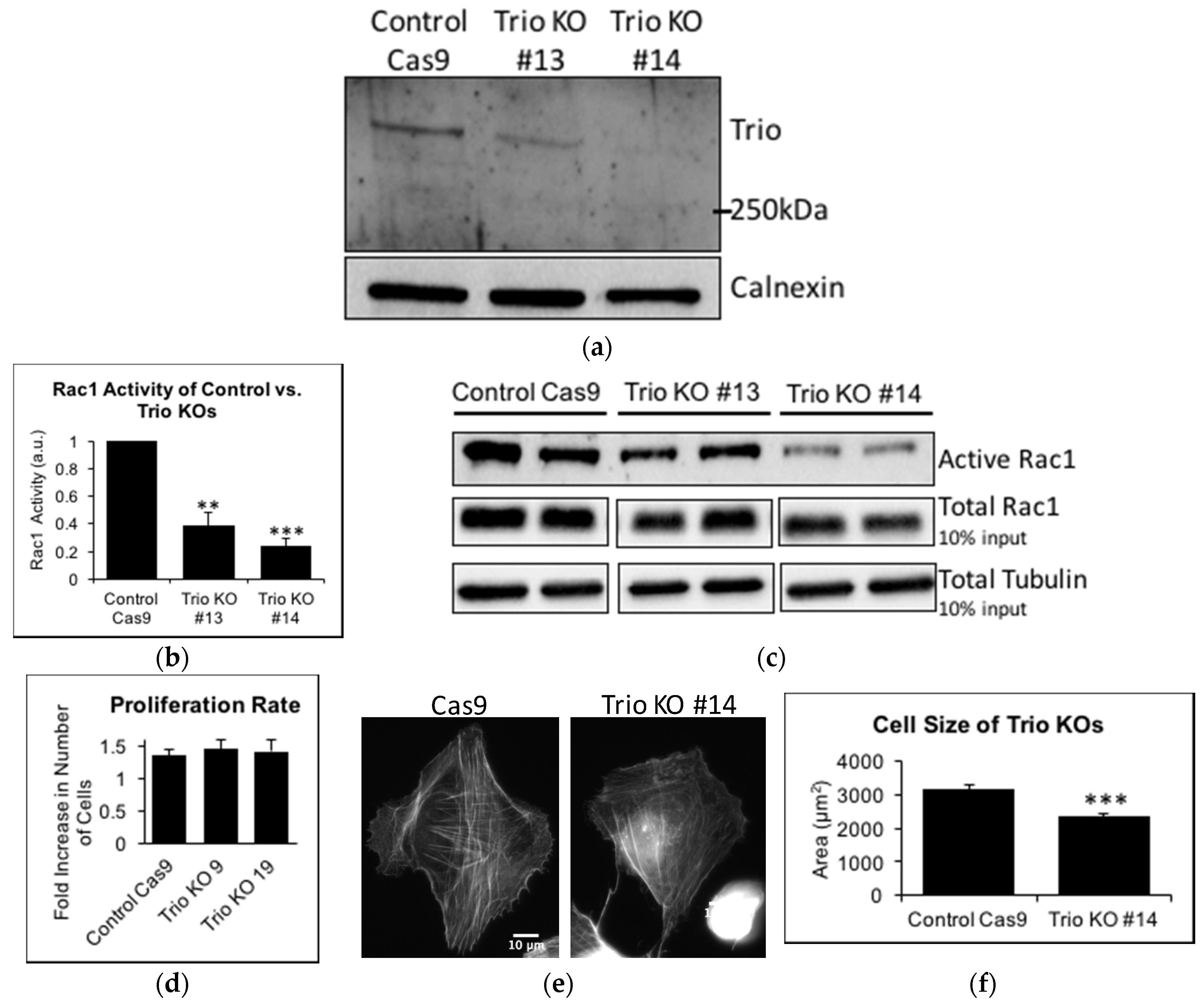 Ijms 19 00479 g003a