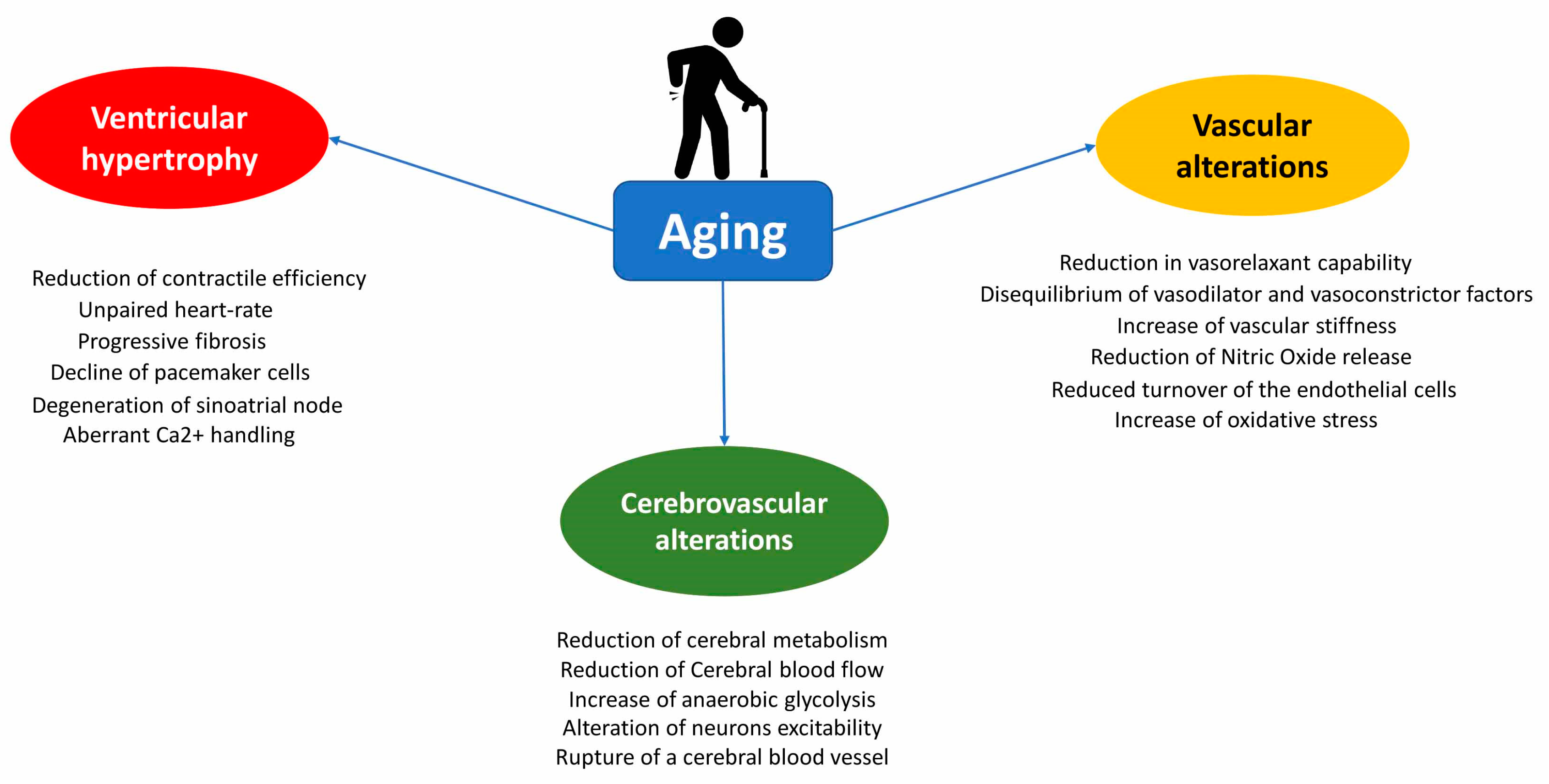 pacemaker theory of aging