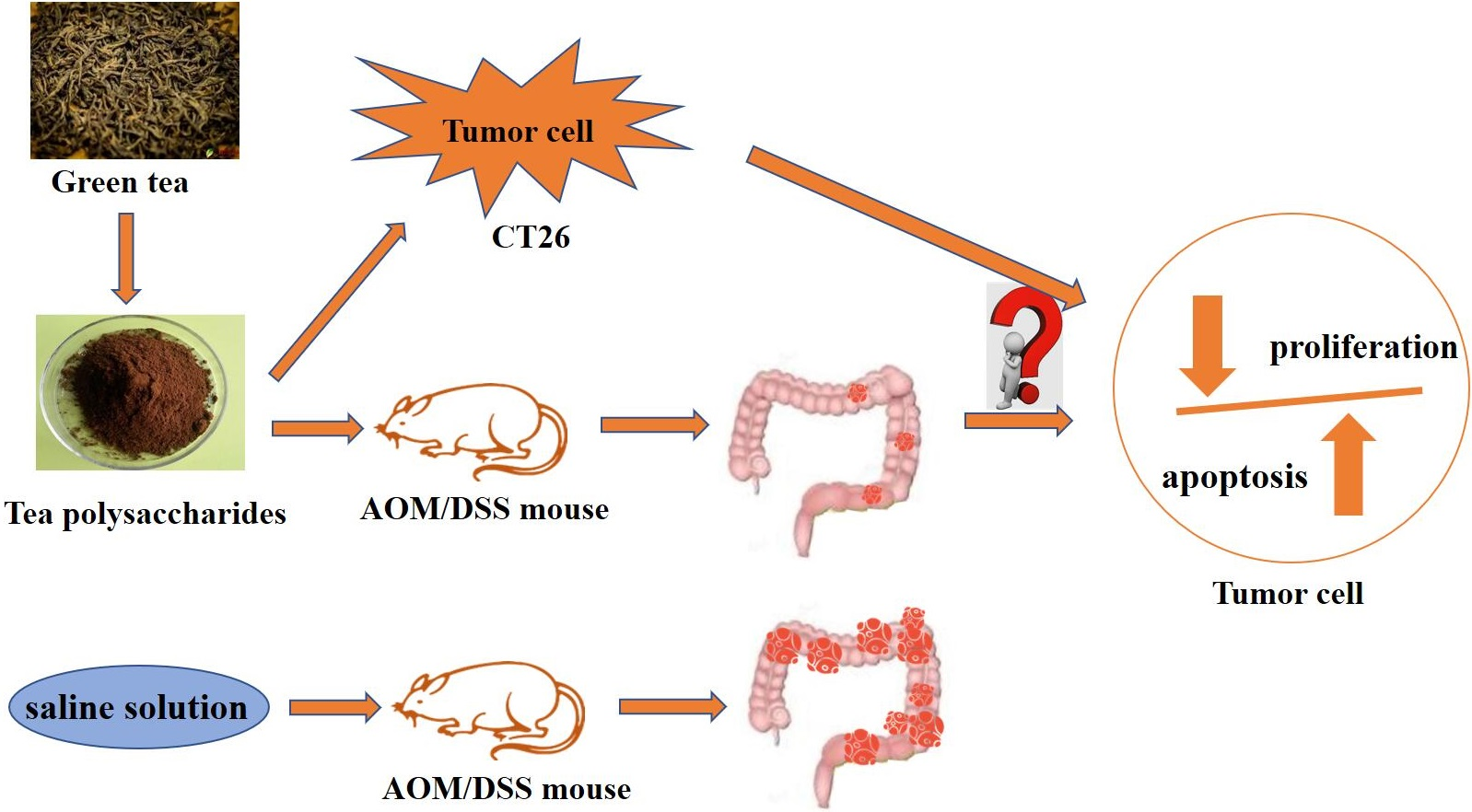 IJMS Free FullText Tea Polysaccharide Prevents ColitisAssociated