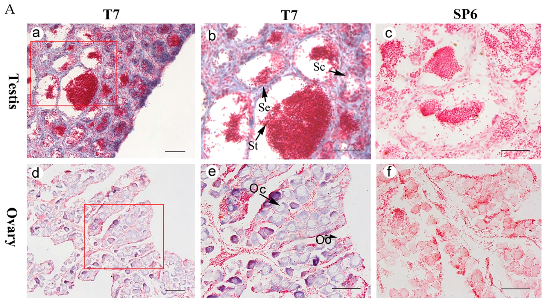 Ijms 19 00512 g005a 550