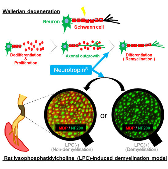 Ijms Special Issue Peripheral Nerve Regeneration From Bench To Ijms Special Issue Peripheral Nerve Regeneration From Bench To