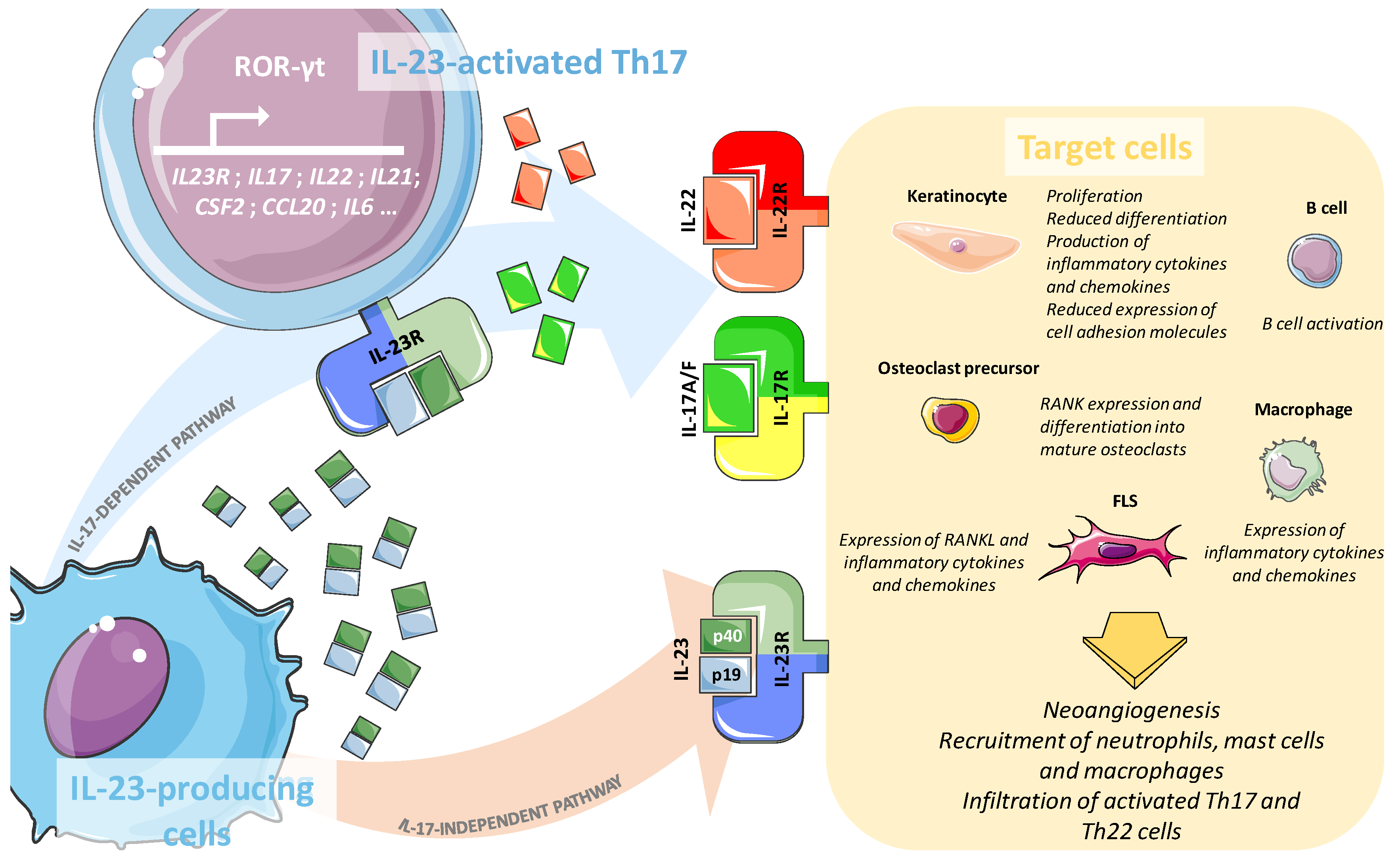 Ijms Free Full Text Role Of The Il 23 Il 17 Axis In Psoriasis And Psoriatic Arthritis The Clinical Importance Of Its Divergence In Skin And Joints Html