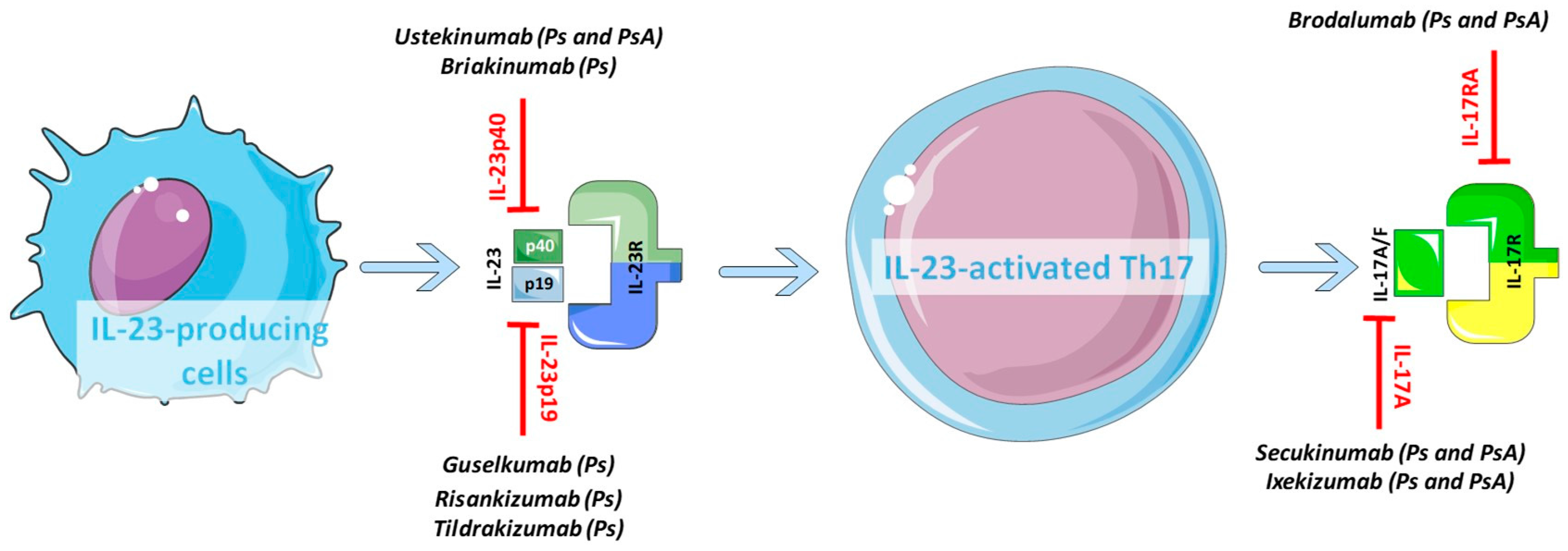 Ijms Free Full Text Role Of The Il 23 Il 17 Axis In Psoriasis And Psoriatic Arthritis The Clinical Importance Of Its Divergence In Skin And Joints Html