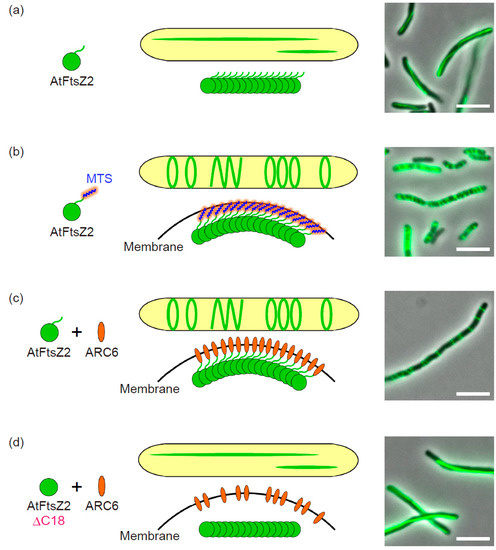 IJMS | Special Issue : Chloroplast