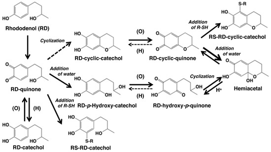 Ijms Free Full Text Biochemical Mechanism Of Rhododendrol Induced Leukoderma Html
