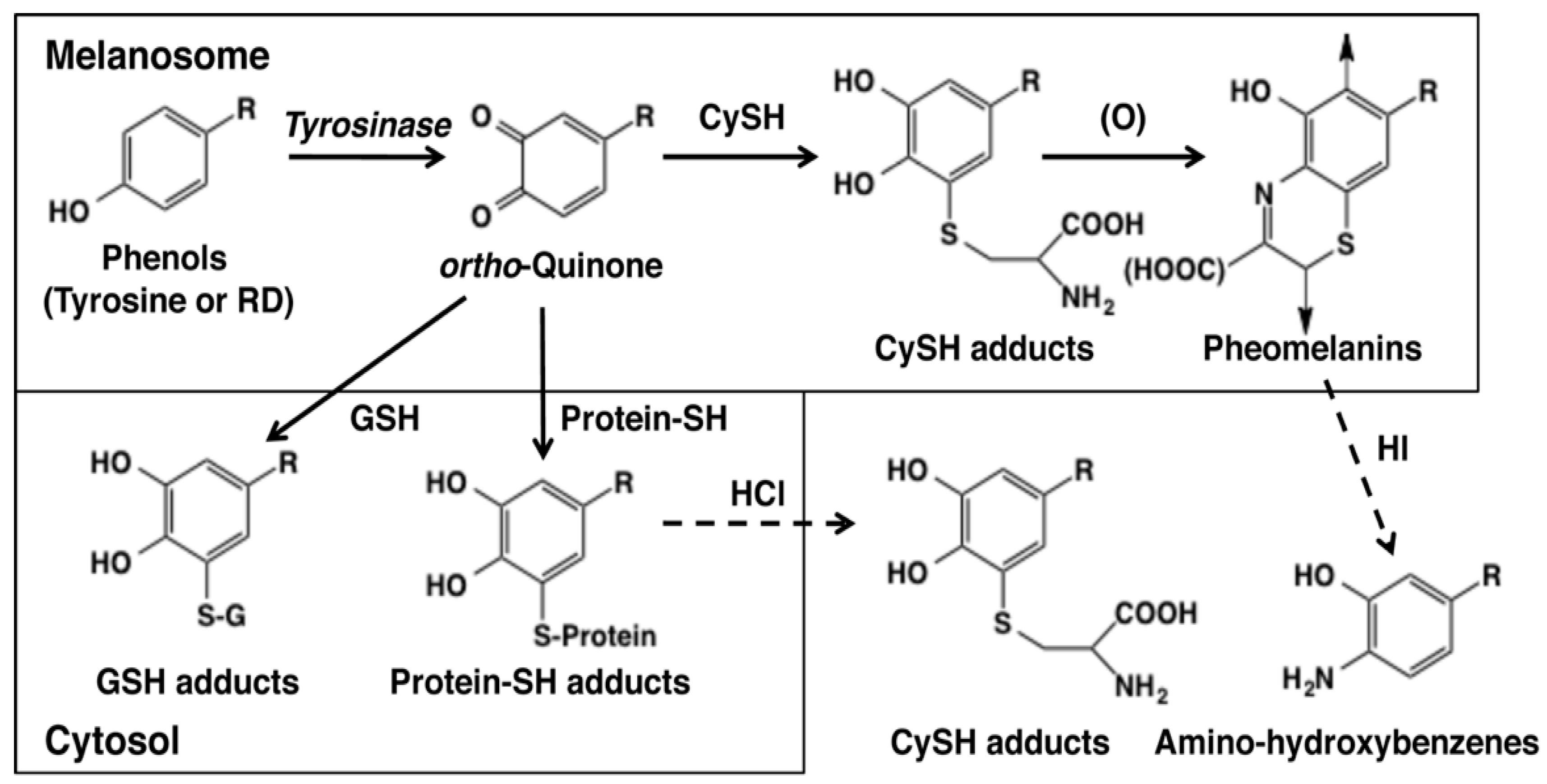 Determining Optimal Ph For Tyrosinase Catechol Reaction
