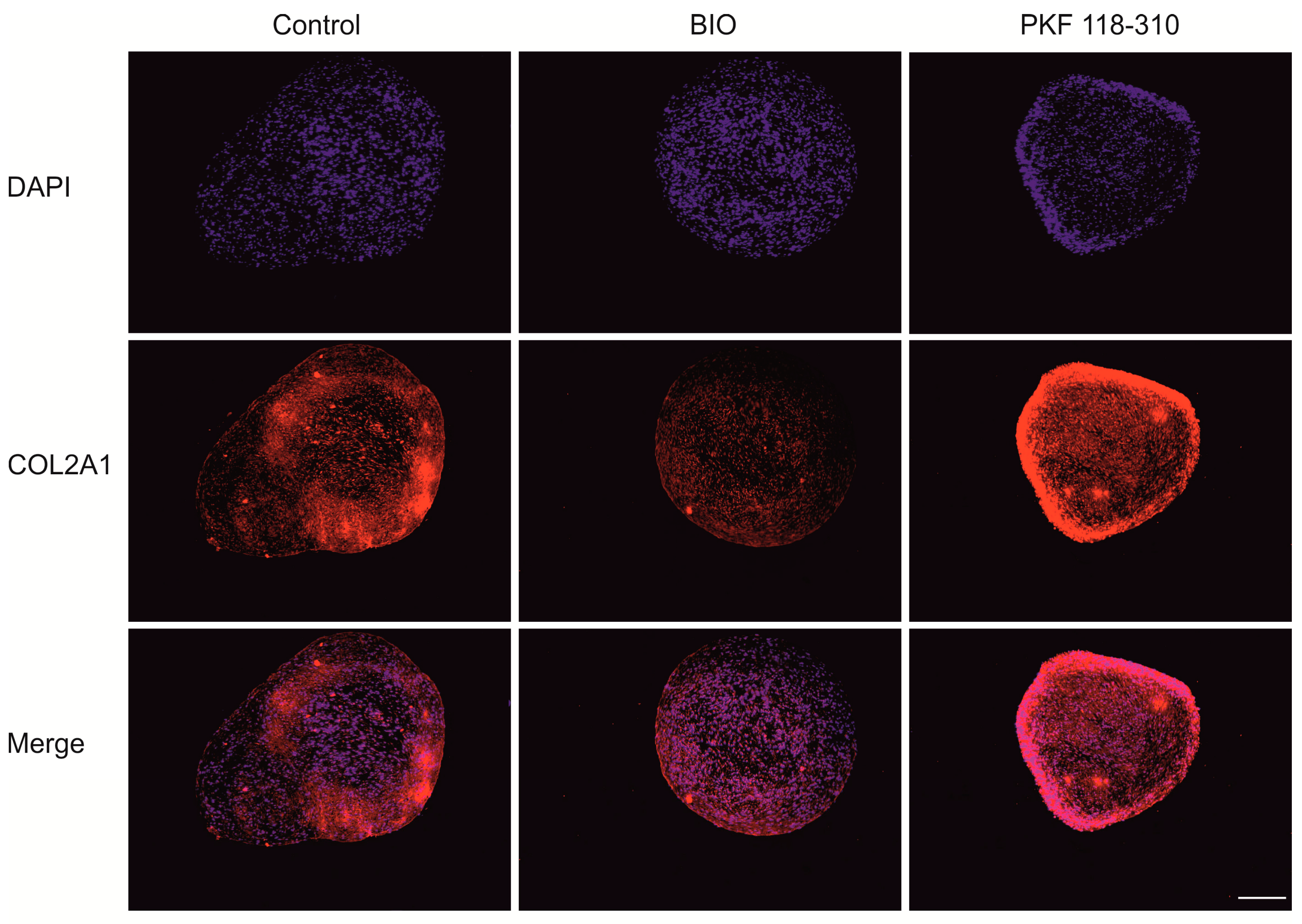 Ijms 19 00561 g004 Ijms 19 00561 g004