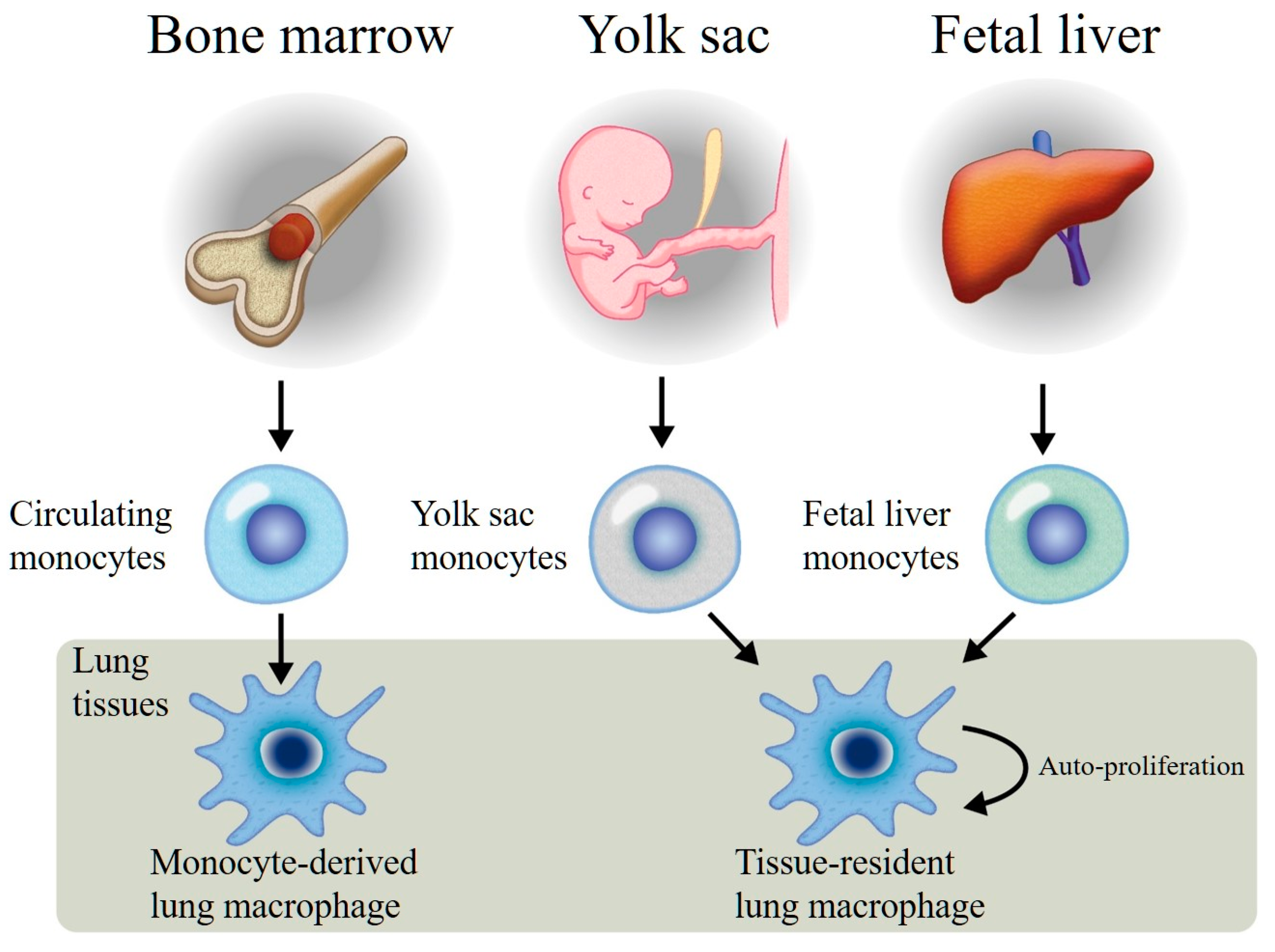 Ijms Free Full Text Lung Macrophage Phenotypes And Functional Responses Role In The Pathogenesis Of Copd Html