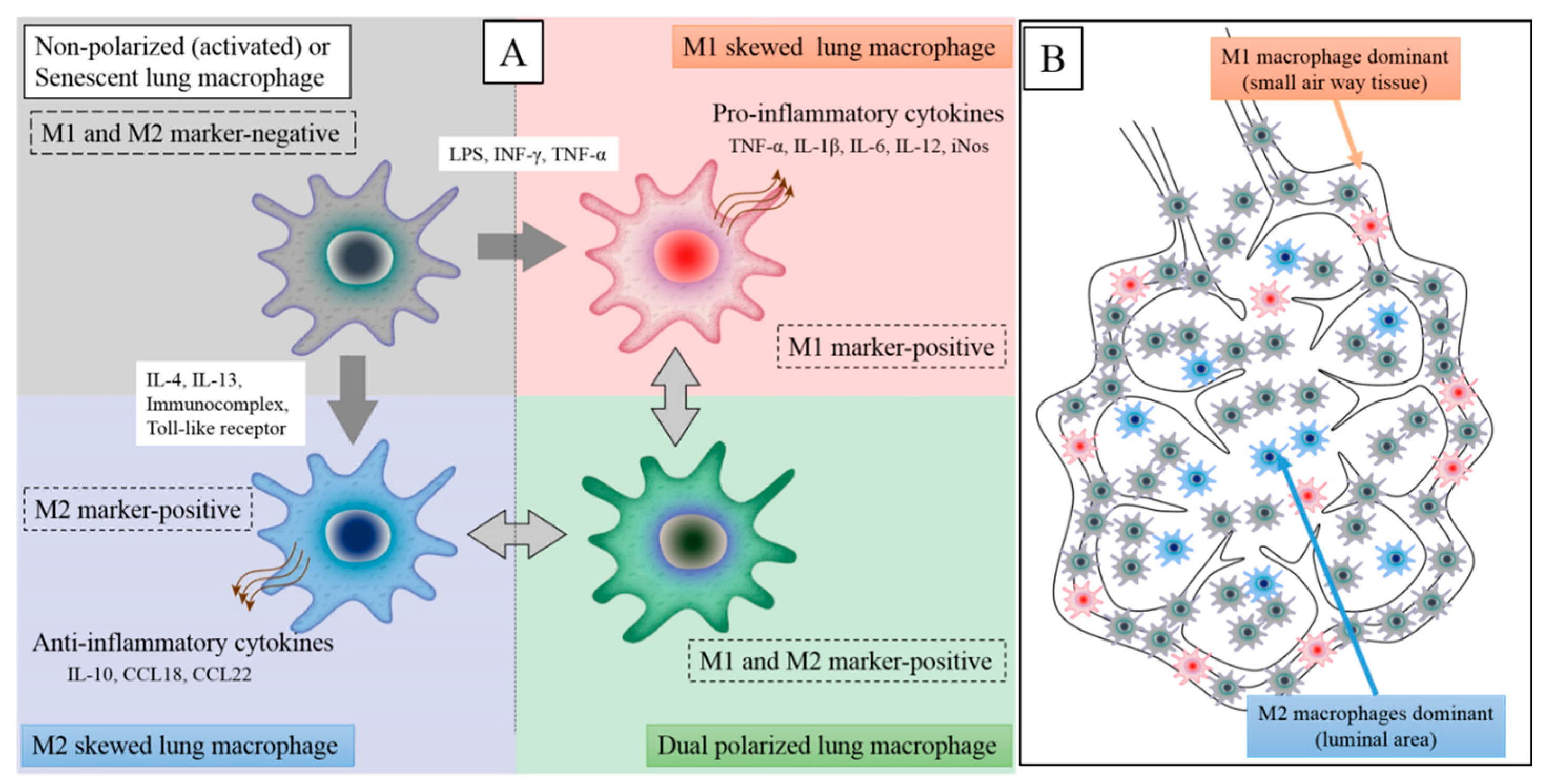 bouwer Inspireren herberg IJMS | Free Full-Text | Lung Macrophage Phenotypes and Functional  Responses: Role in the Pathogenesis of COPD | HTML