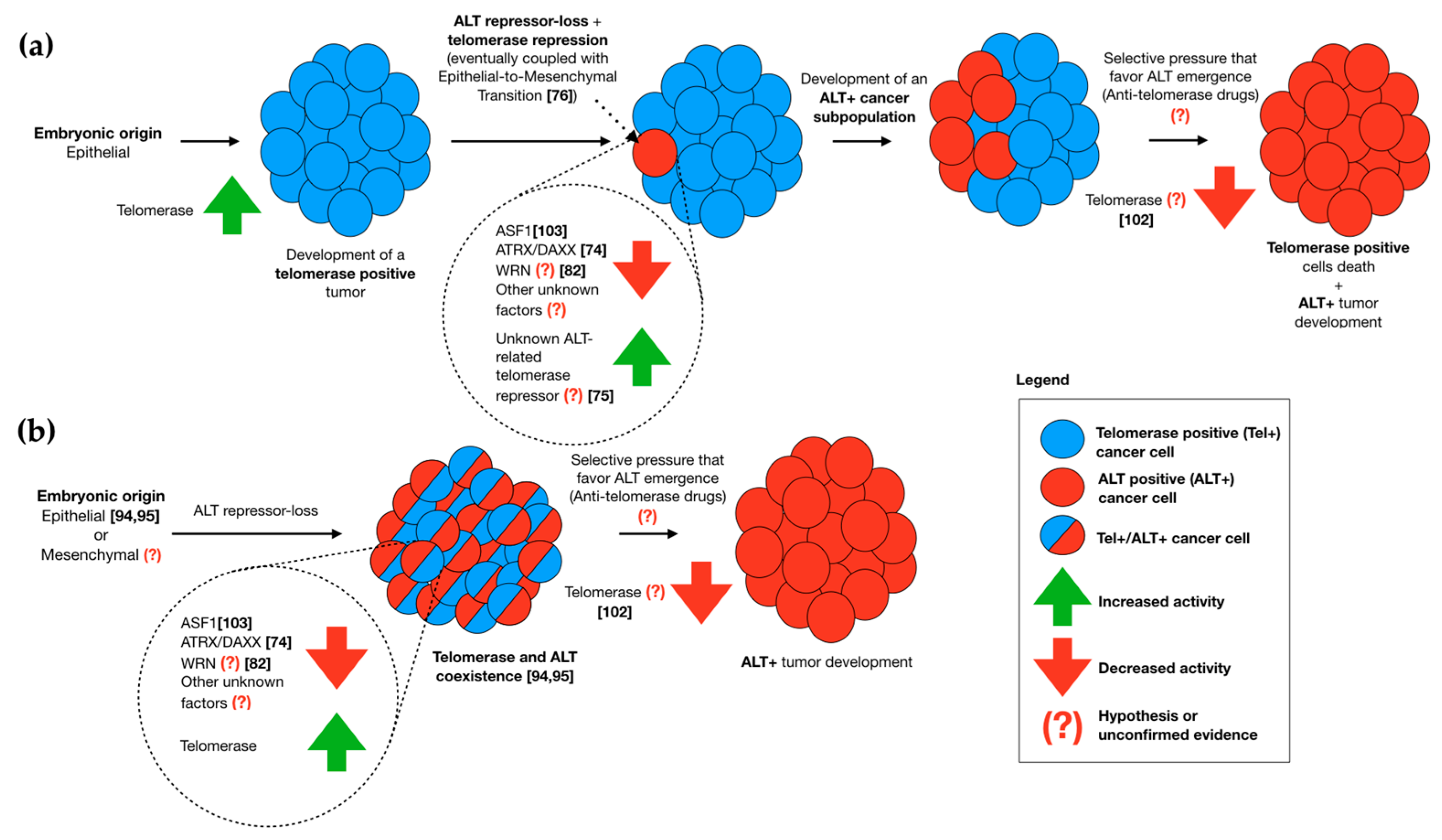 Telomere Length Maintenance in Cancer: At the ... Biology Diagrams