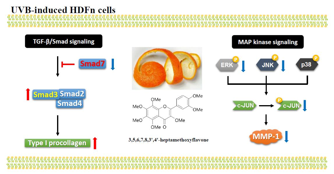Ijms Free Full Text 3 5 6 7 8 3 4 Heptamethoxyflavone A Citrus Flavonoid Inhibits Collagenase Activity And Induces Type I Procollagen Synthesis In Hdfn Cells Html [ 599 x 1147 Pixel ]