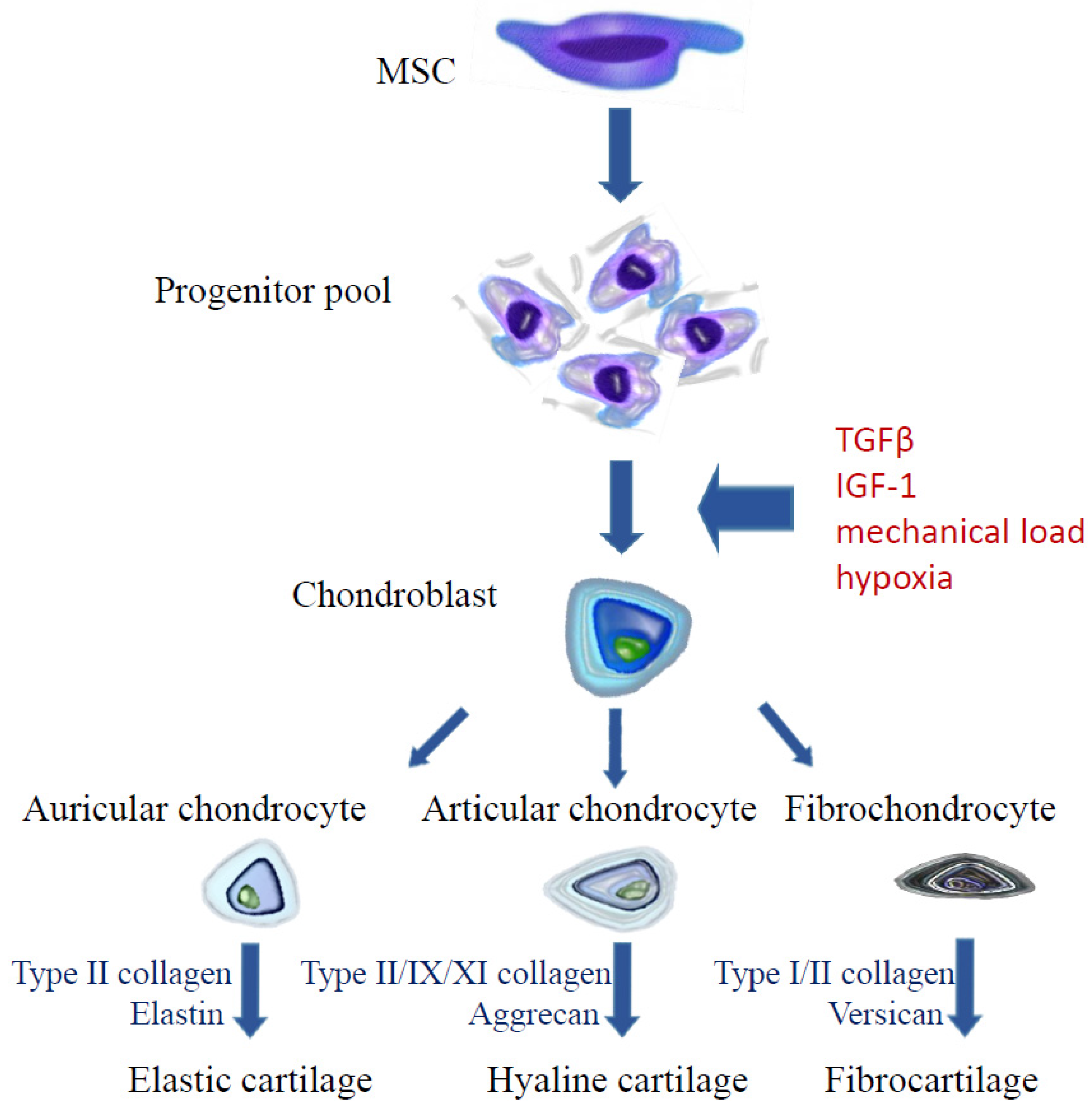 Ijms 19 00623 g002 Ijms 19 00623 g002