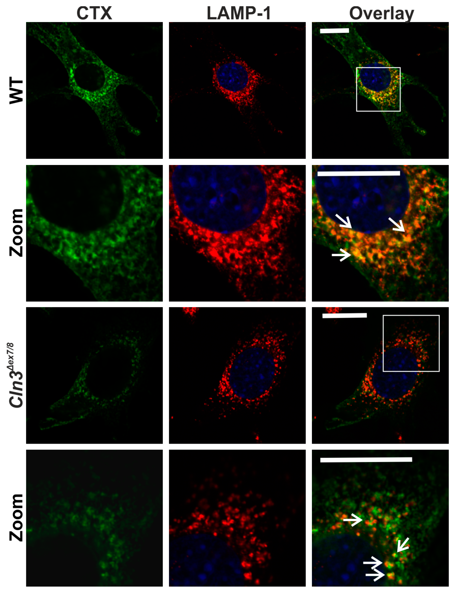 Ijms 19 00625 g005 Ijms 19 00625 g005