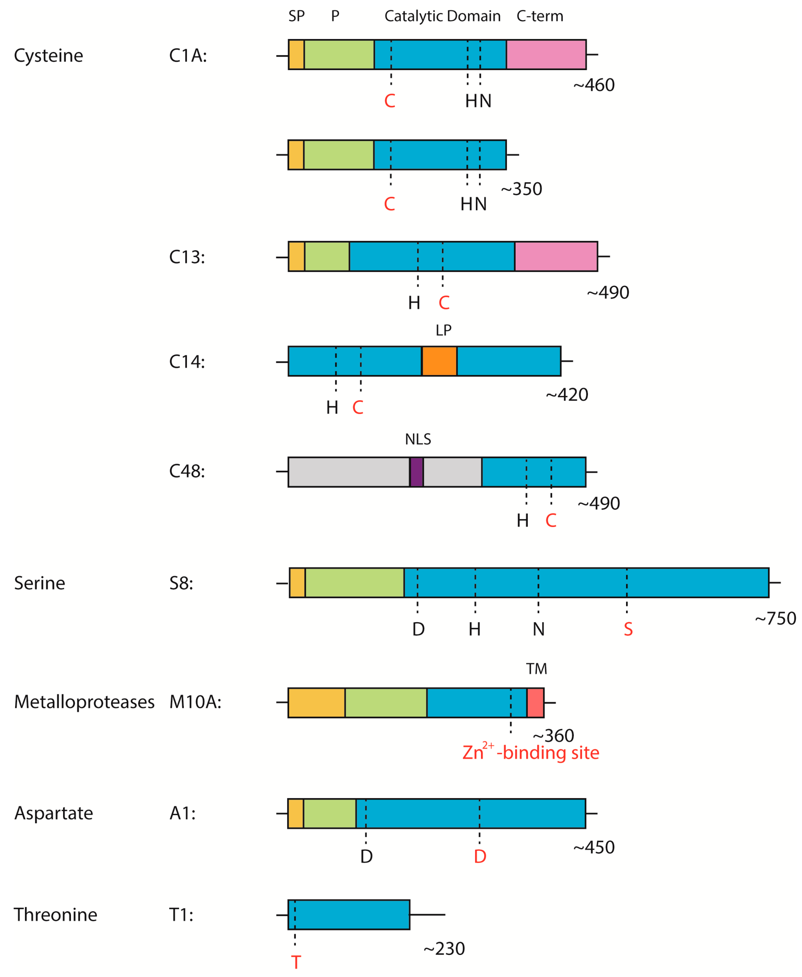 Indispensable Role of Proteases in Plant Innate Immunity