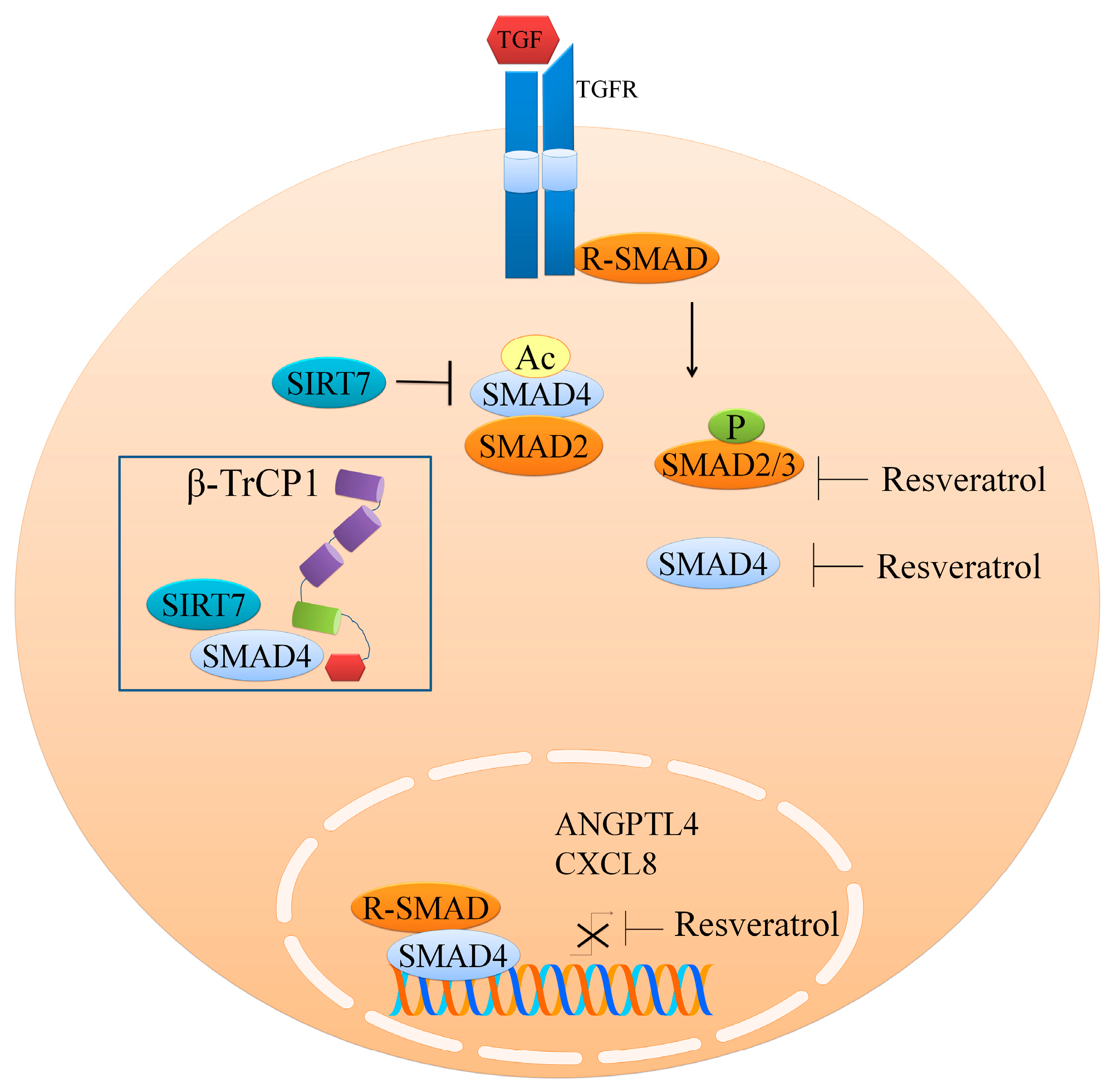 IJMS | Free Full-Text | Regulation of Cell Signaling Pathways and