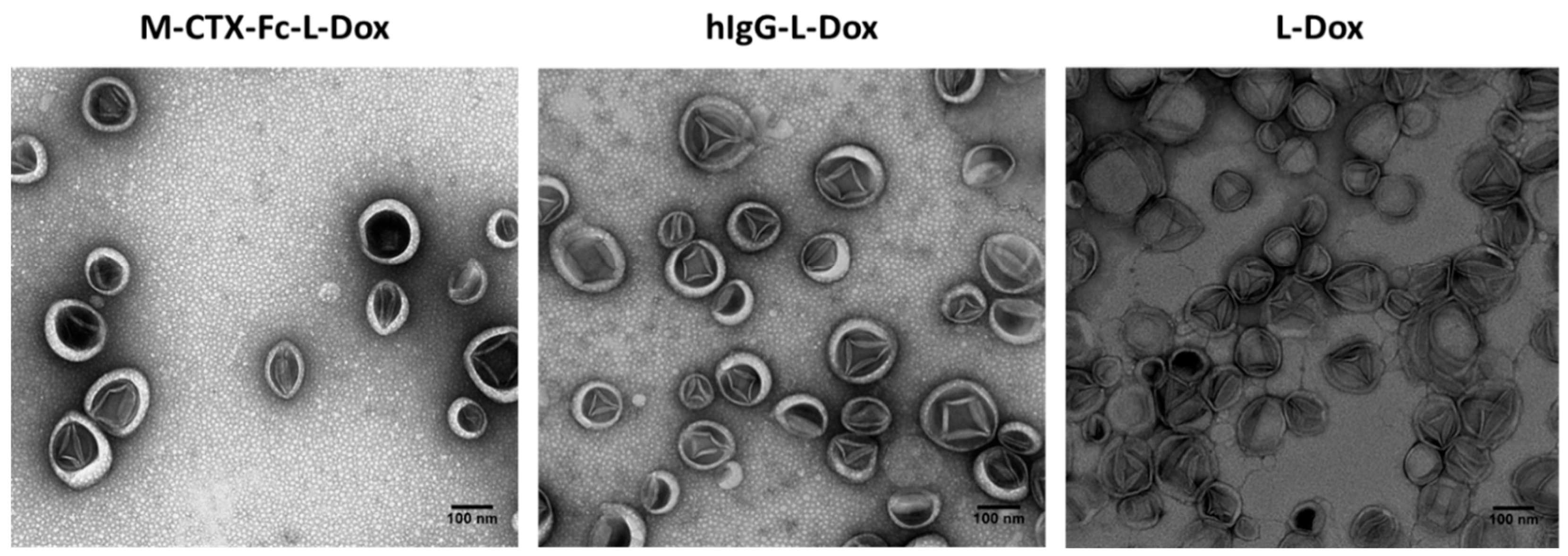 IJMS | Free Full-Text | Targeting Glioblastoma Cells Expressing CD44