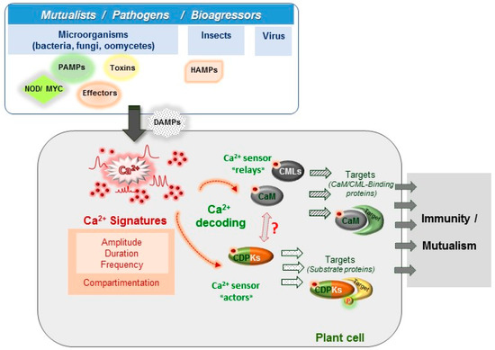 Calcium Signalling in Plant Biotic Interactions