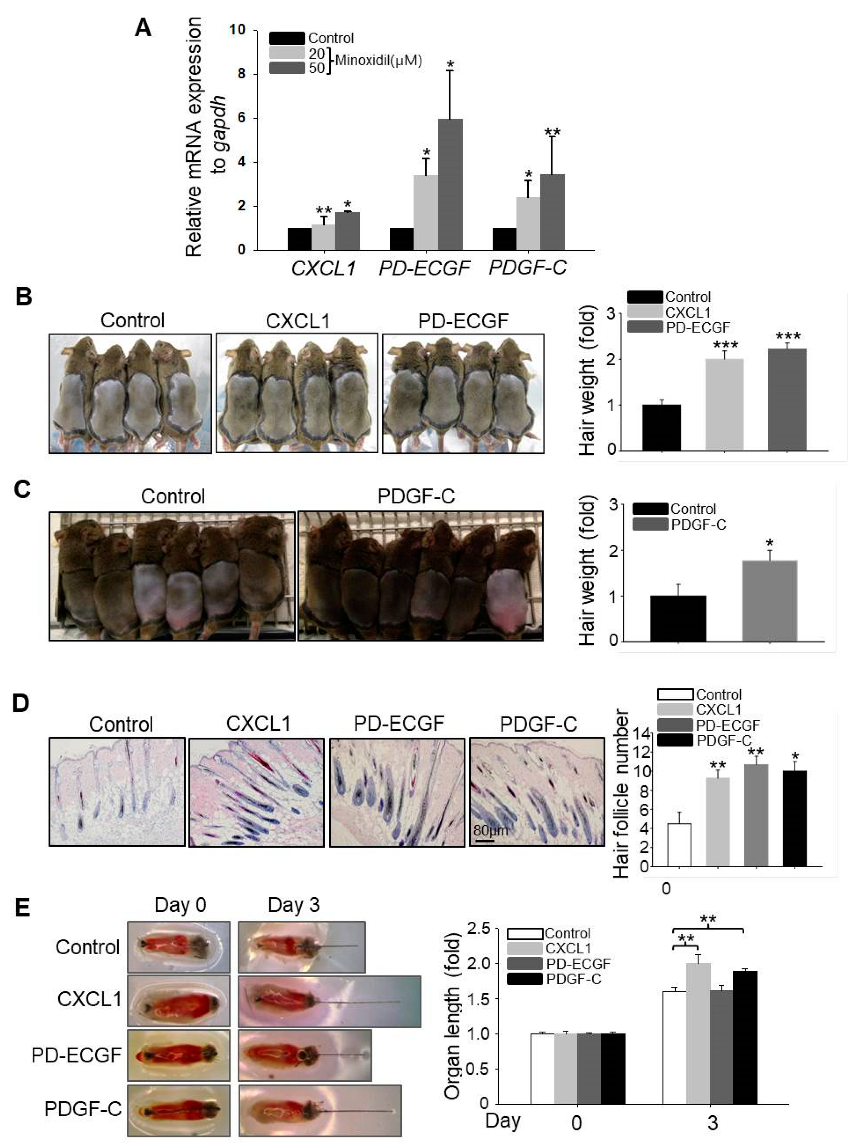 IJMS | Full-Text | Minoxidil Promotes Hair Growth through Stimulation Growth Factor Release from Adipose-Derived Stem Cells