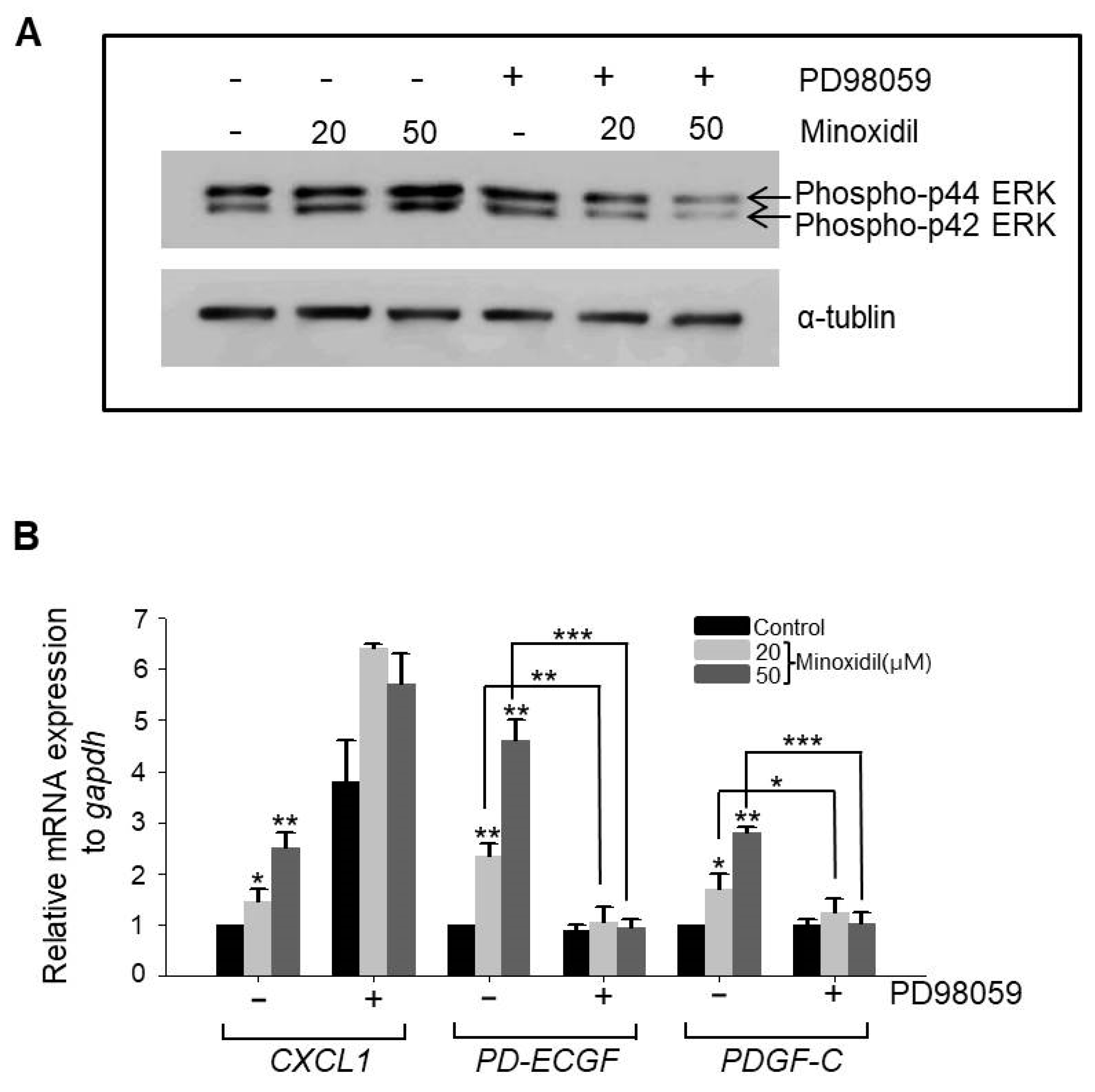 IJMS | Full-Text | Minoxidil Promotes Hair Growth through Stimulation Growth Factor Release from Adipose-Derived Stem Cells