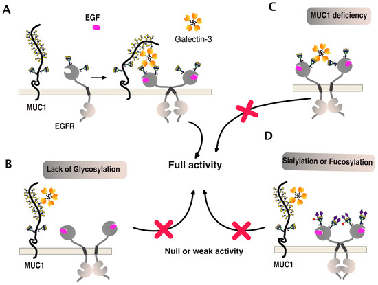 Regulation of TNF-Related Apoptosis-Inducing Ligand