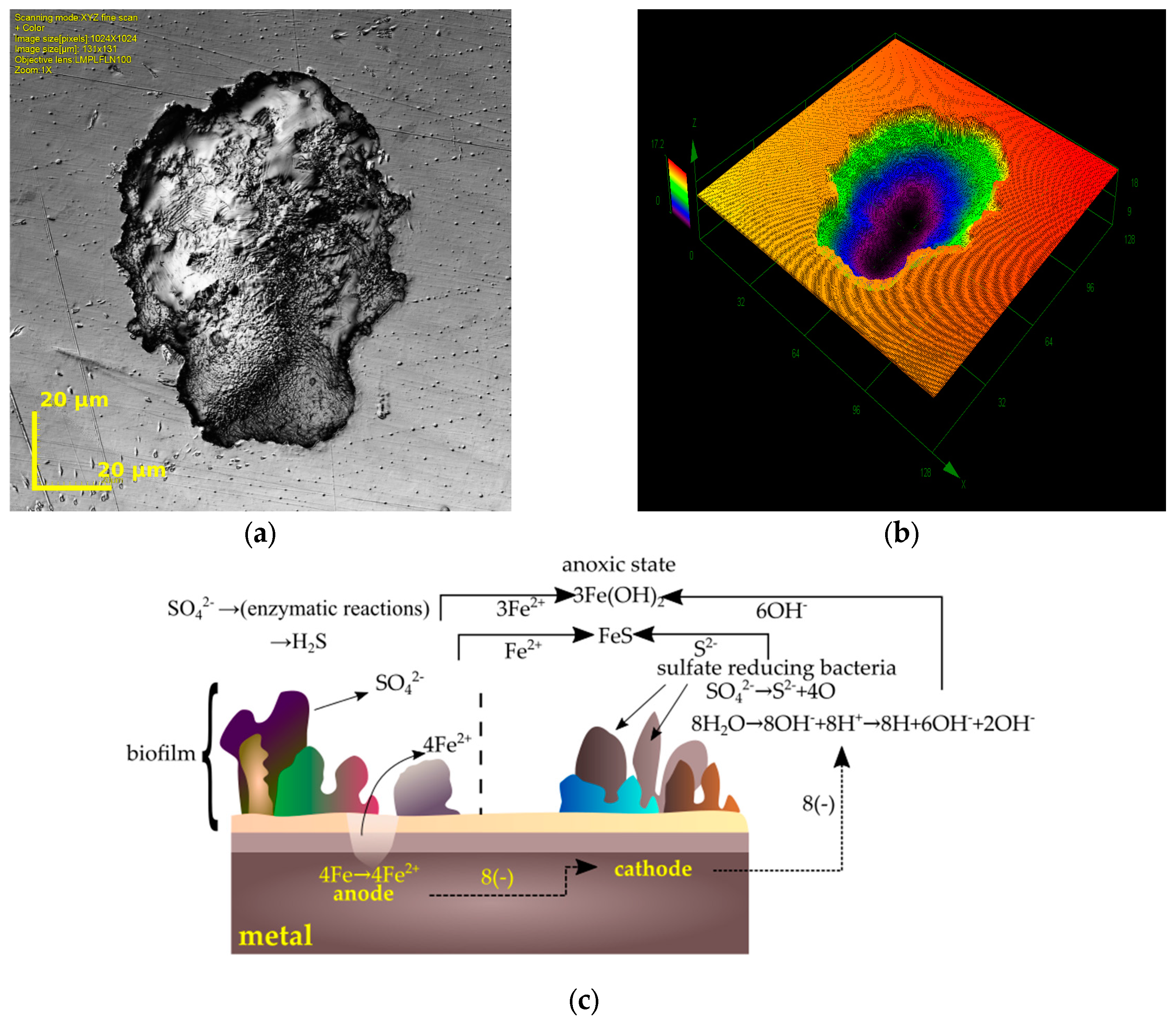 Ijms 19 00743 g005 Ijms 19 00743 g005