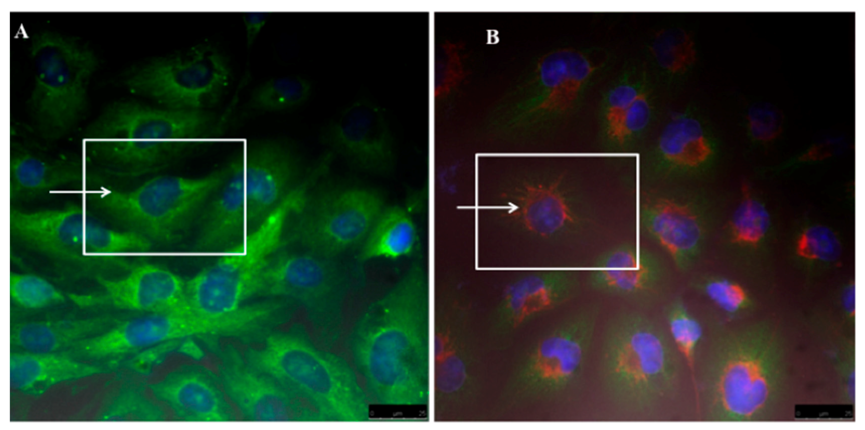 Ijms 19 00748 g008 550