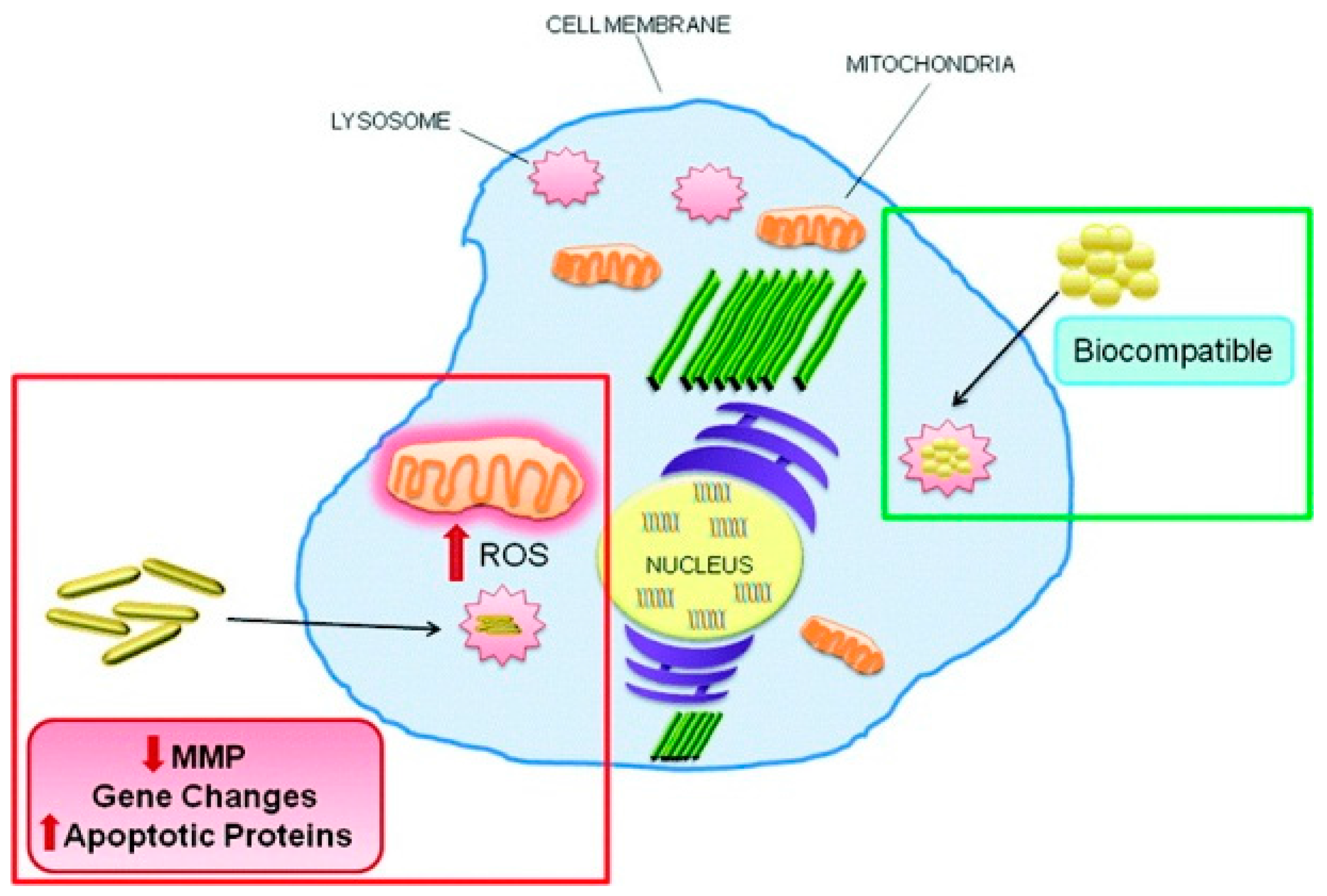 Ijms 19 00754 g001 Ijms 19 00754 g001