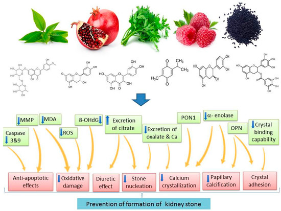 Dietary Plants for the Prevention and Management of Kidney Stones Preclinical and Clinical Evidence and Molecular Mechanisms