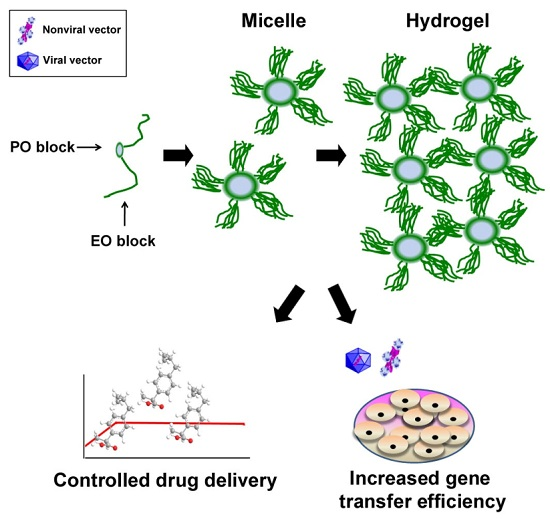 Ijms Free Full Text Peo Ppo Peo Tri Block Copolymers For Gene Delivery Applications In Human Regenerative Medicine An Overview