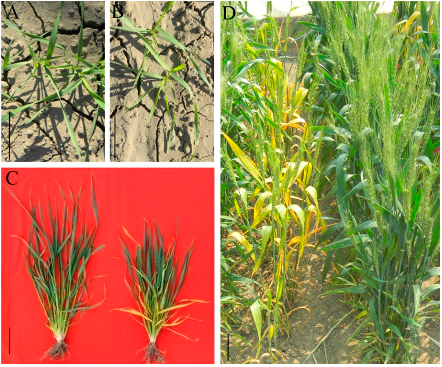 Ijms 19 00782 g001 Ijms 19 00782 g001