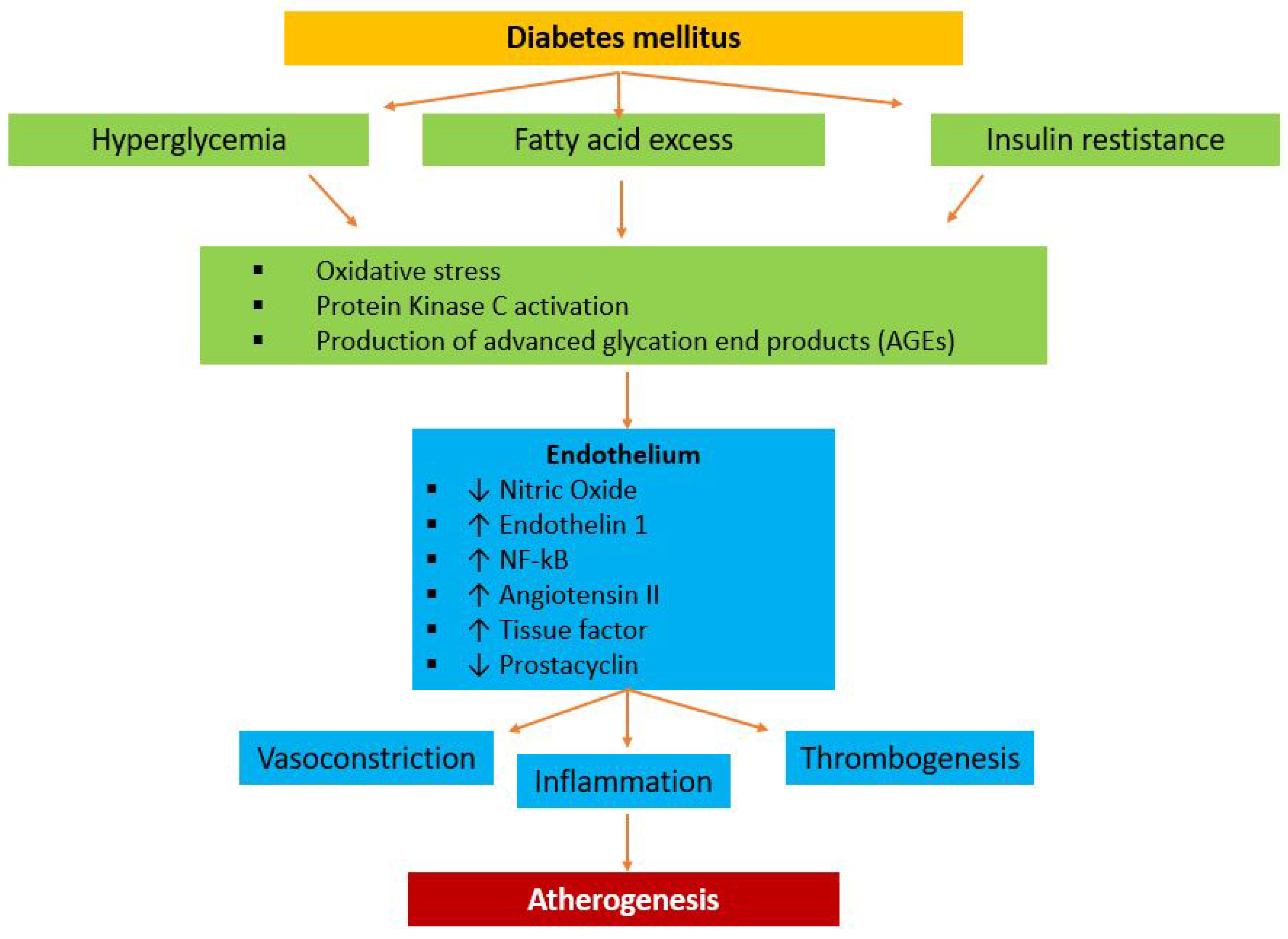 diabetes and heart disease: pathophysiology