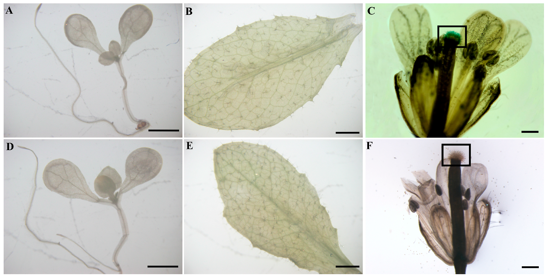 Ijms 19 00822 g005 Ijms 19 00822 g005