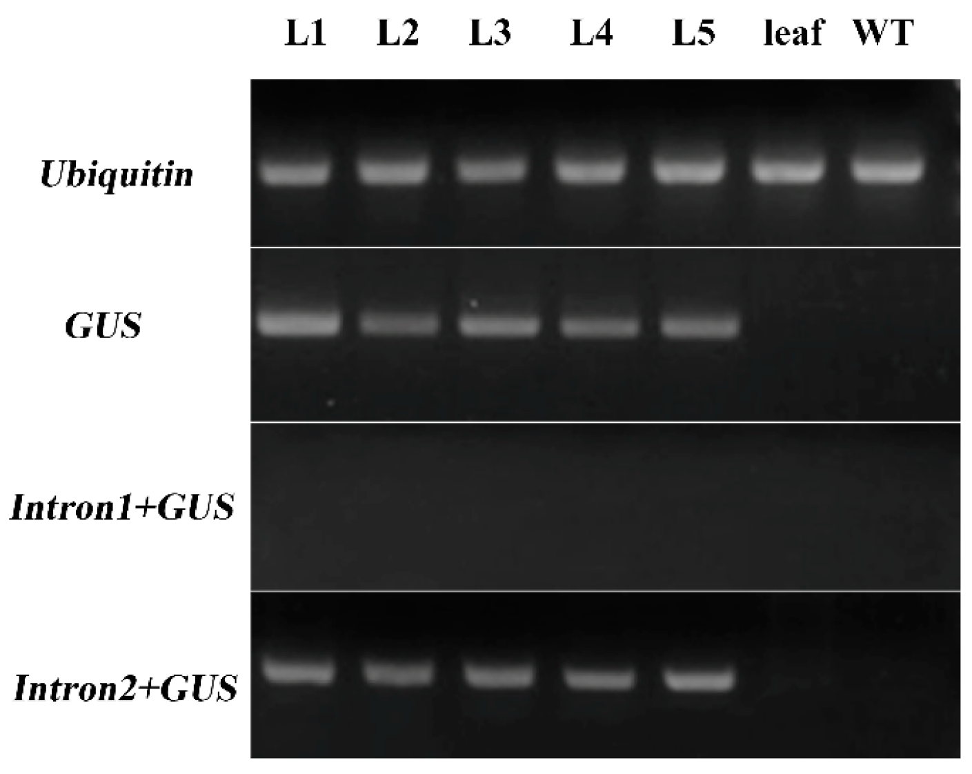 Ijms 19 00822 g006 Ijms 19 00822 g006