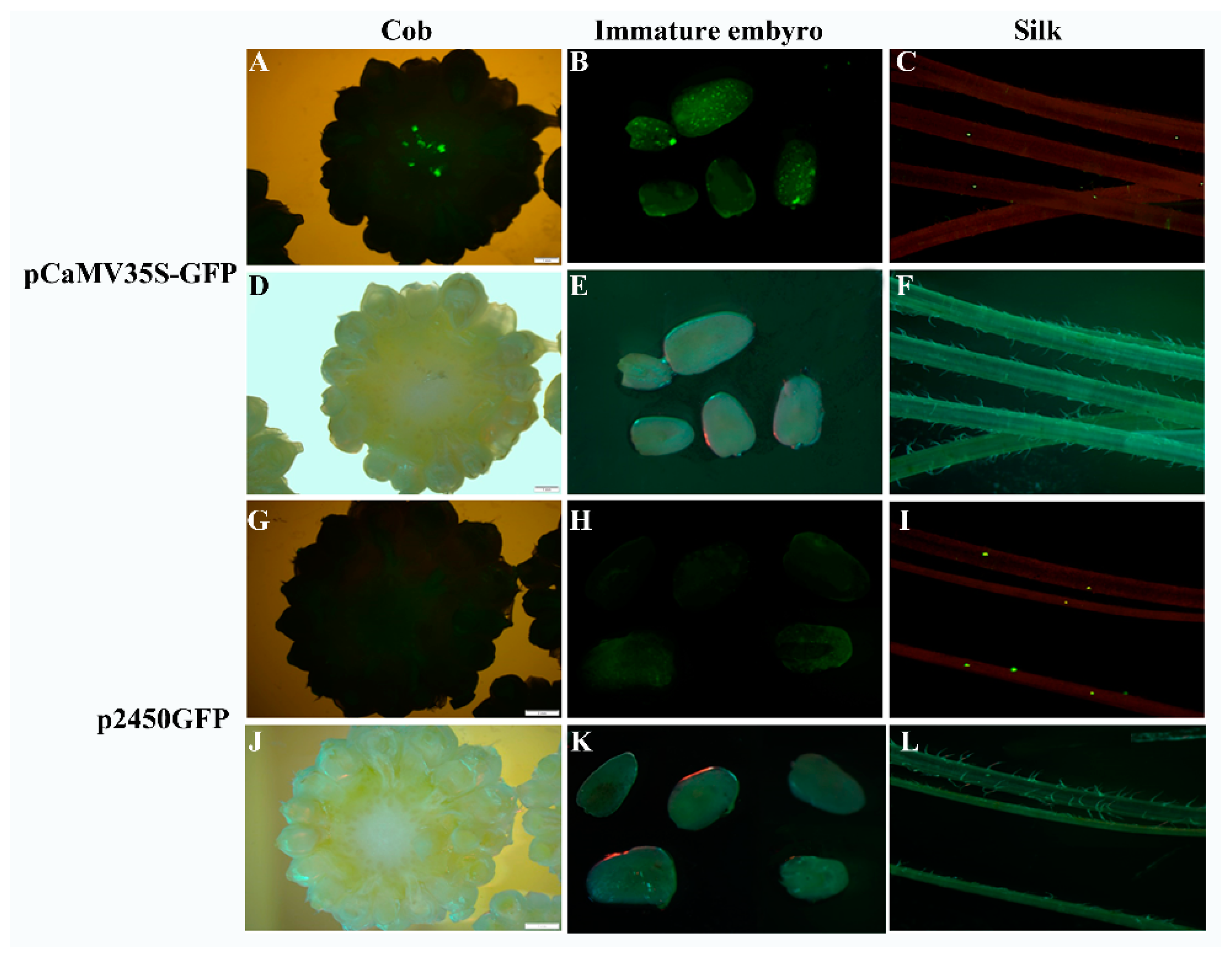 Ijms 19 00822 g007 Ijms 19 00822 g007