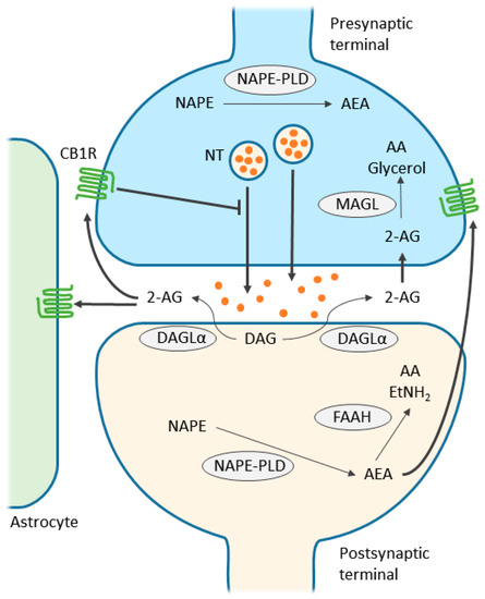 IJMS | Free Full-Text | Cannabinoid Receptors and the Endocannabinoid