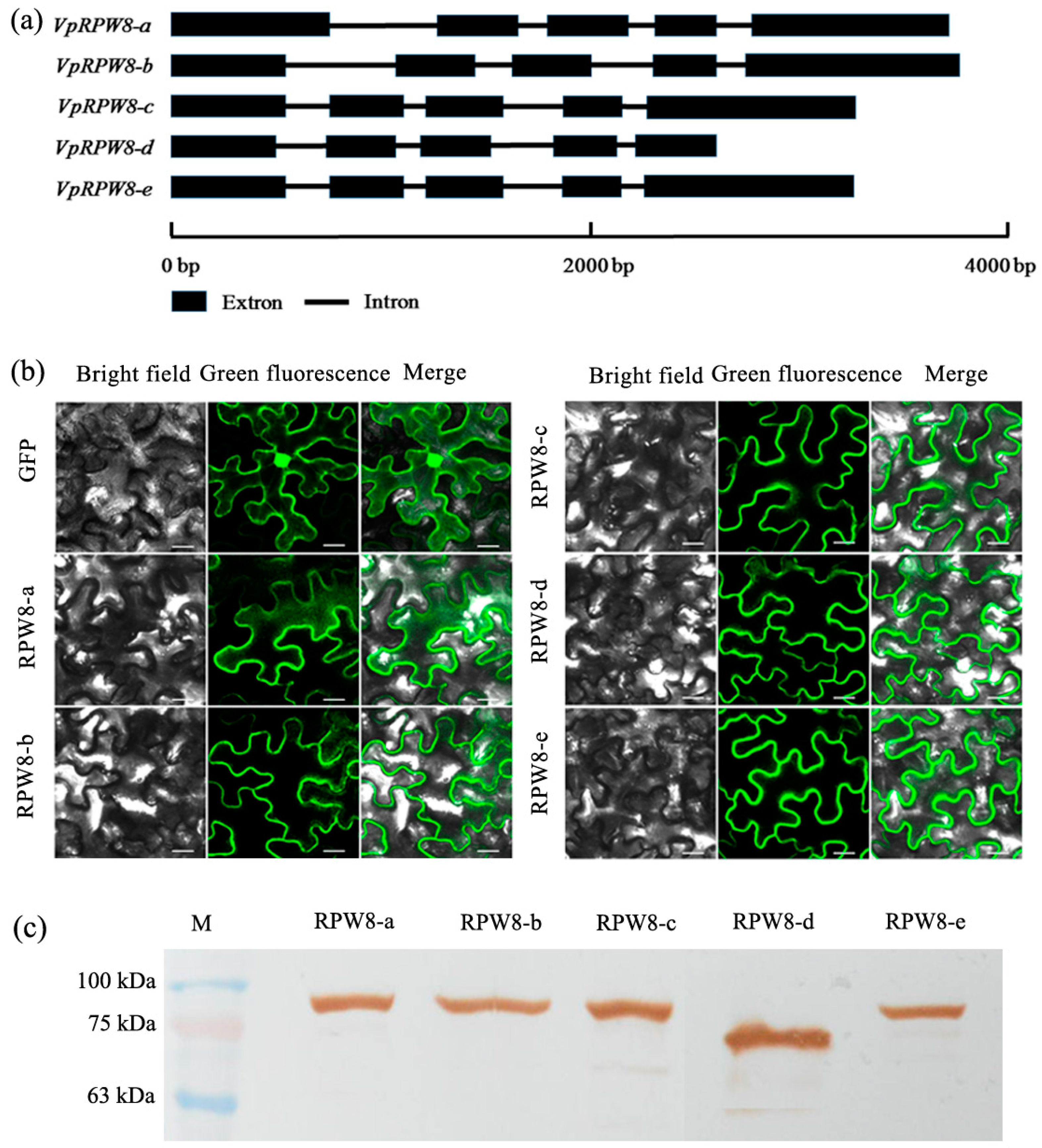 Ijms 19 00839 g001 Ijms 19 00839 g001