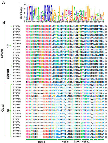 Genome-Wide Identification and Analysis of TCP Transcription Factors ...