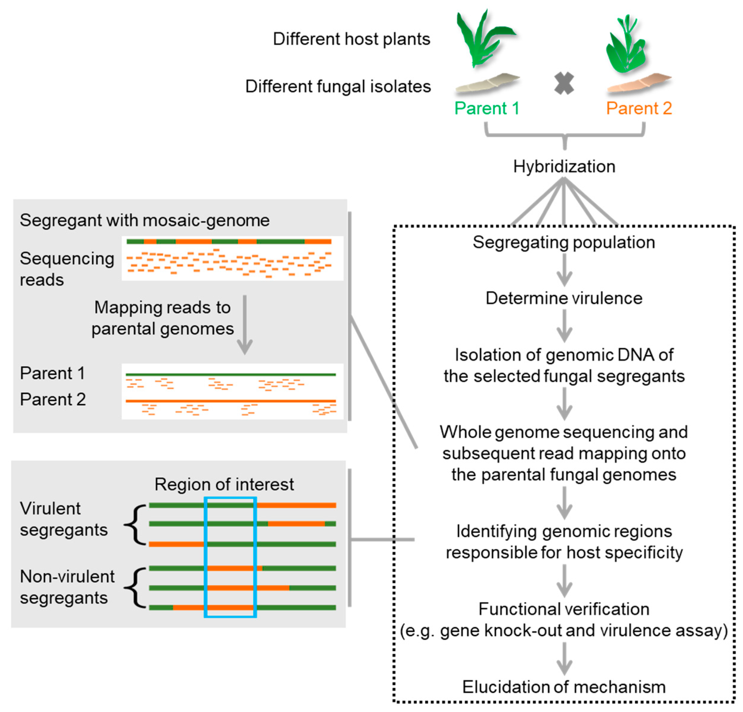 Ijms 19 00863 g003 Ijms 19 00863 g003