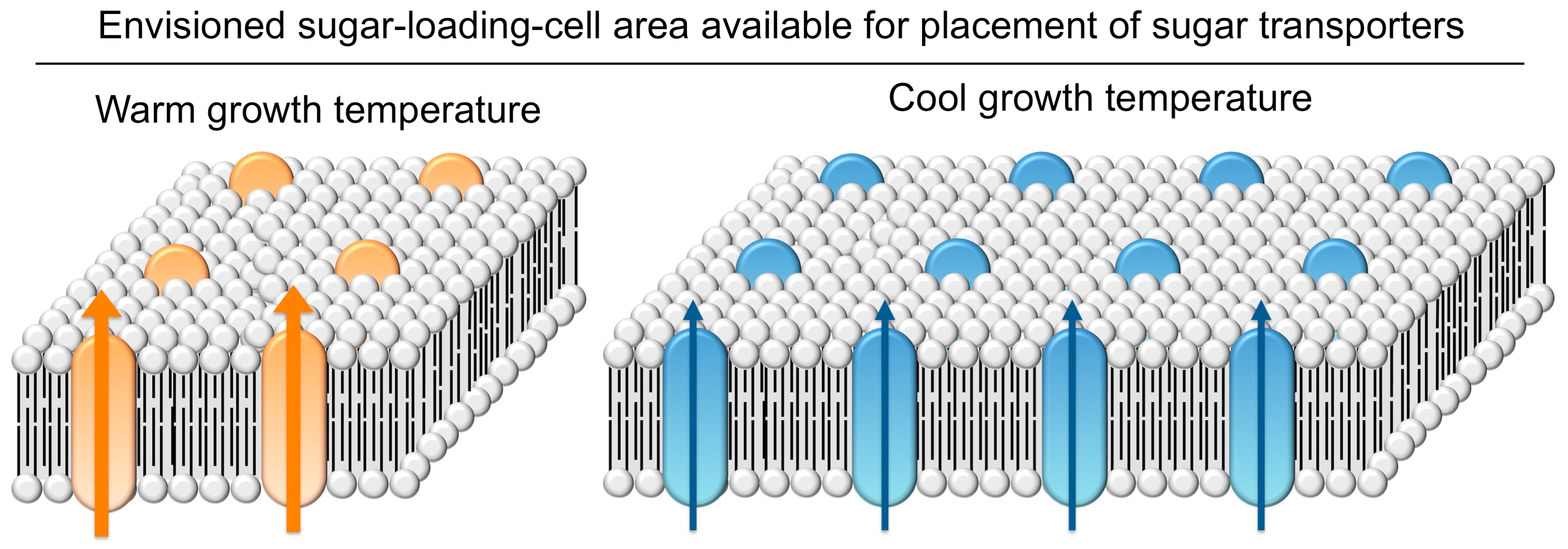 Ijms 19 00872 g008 Ijms 19 00872 g008