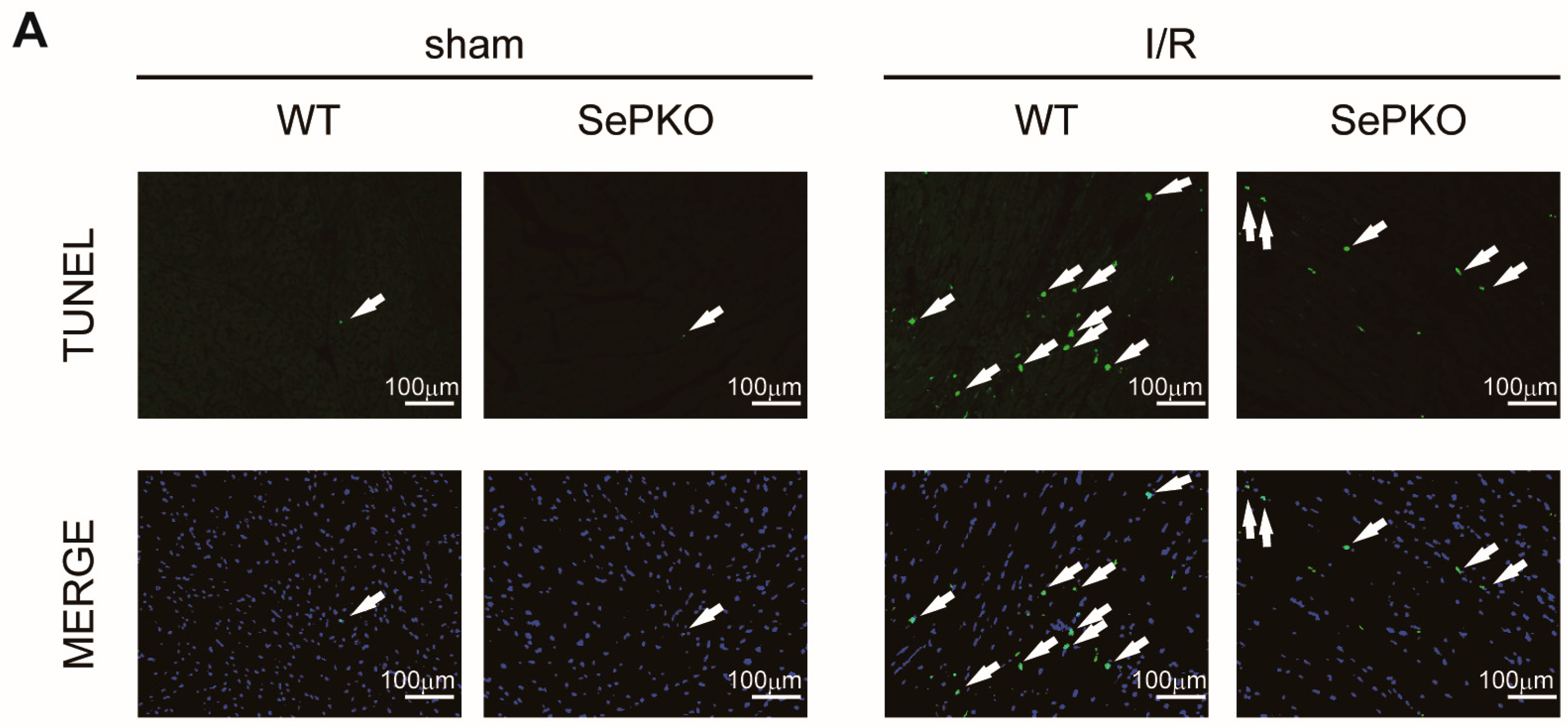 Ijms 19 00878 g002a 550