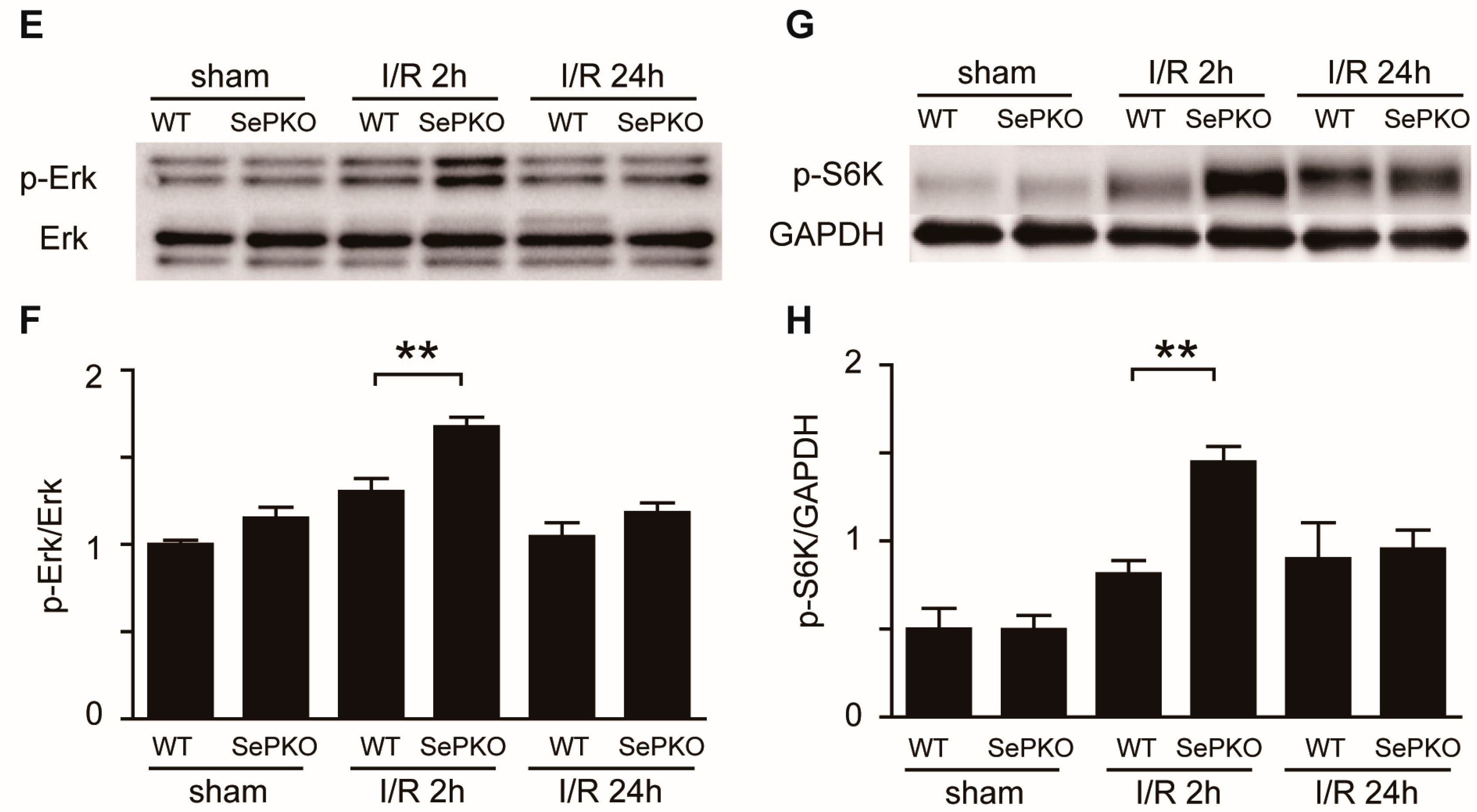 Ijms 19 00878 g003b 550