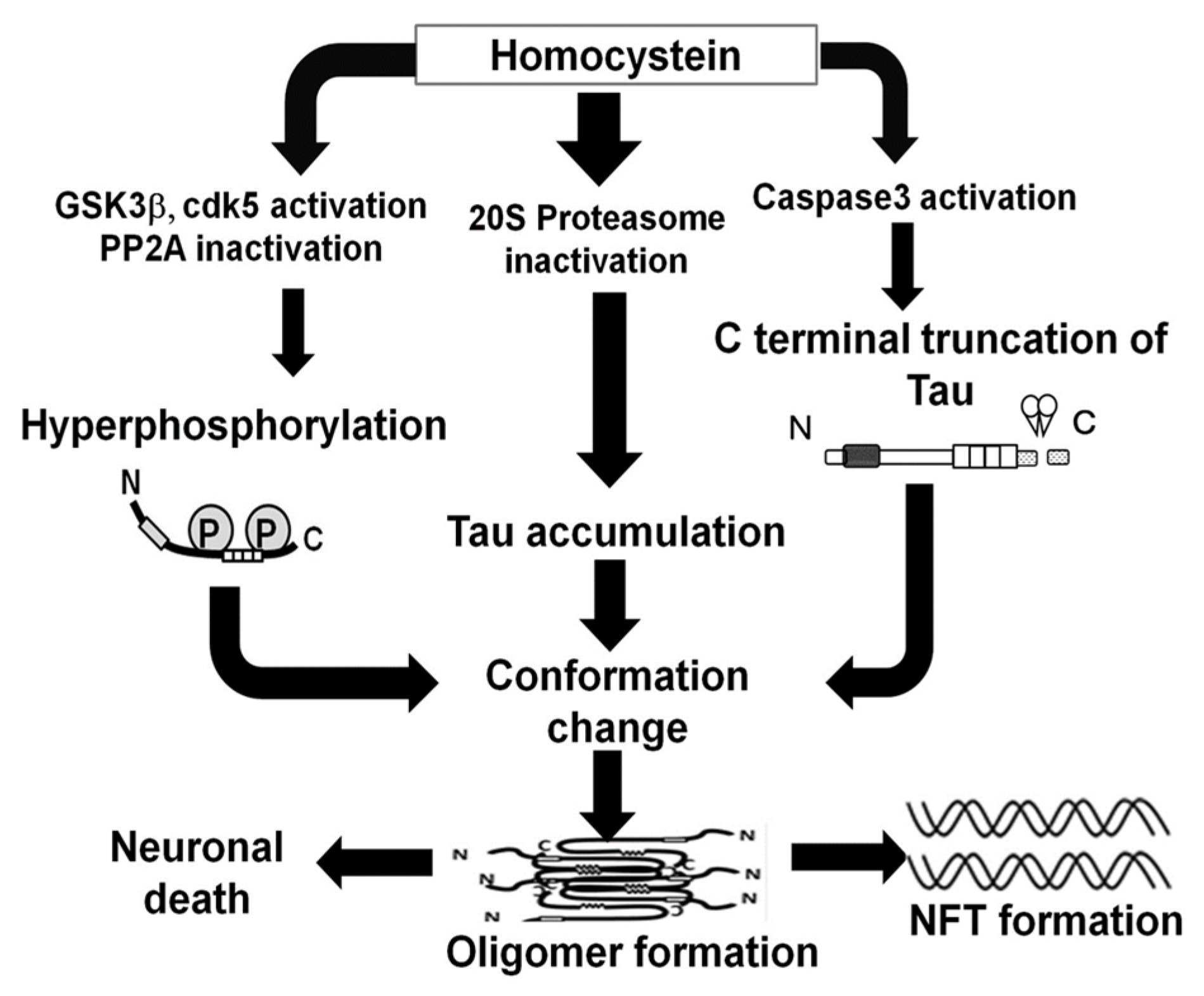 Ijms 19 00891 g013 Ijms 19 00891 g013