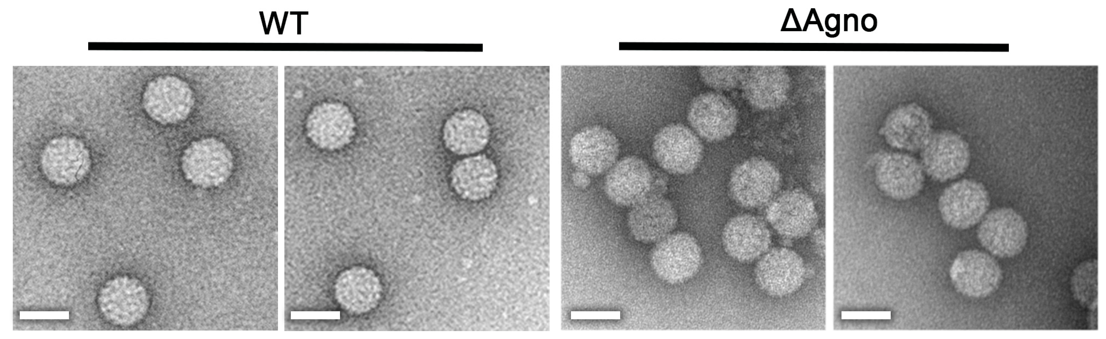 Ijms 19 00902 g003