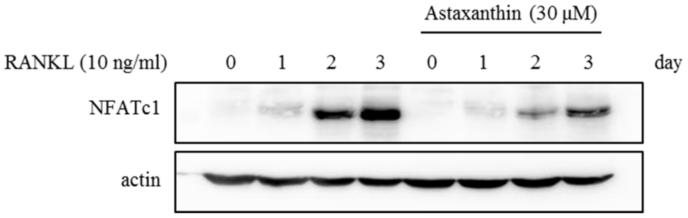 Ijms 19 00912 g003
