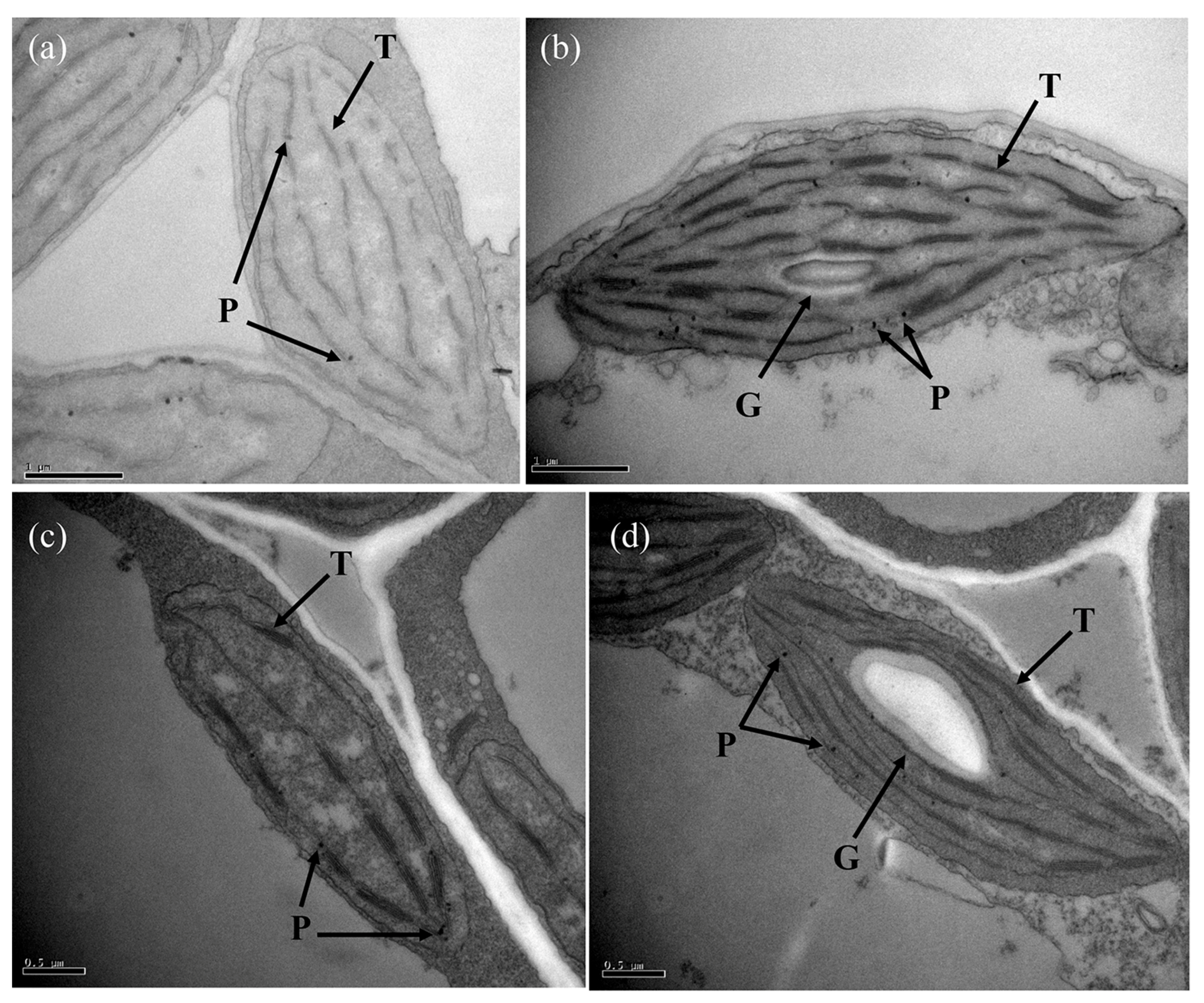 Ijms 19 00922 g002 Ijms 19 00922 g002