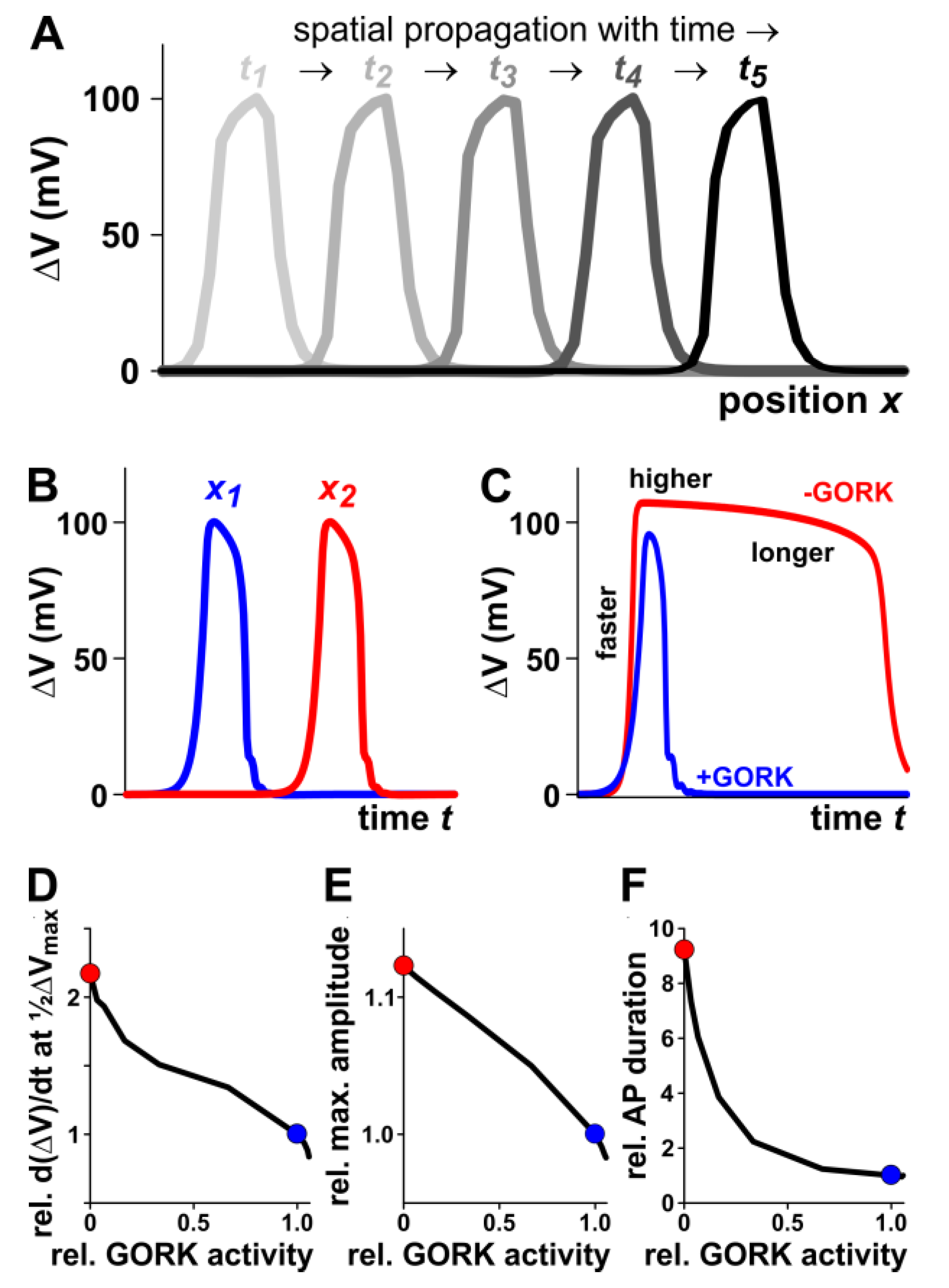 IJMS Free FullText The Role of Potassium Channels in