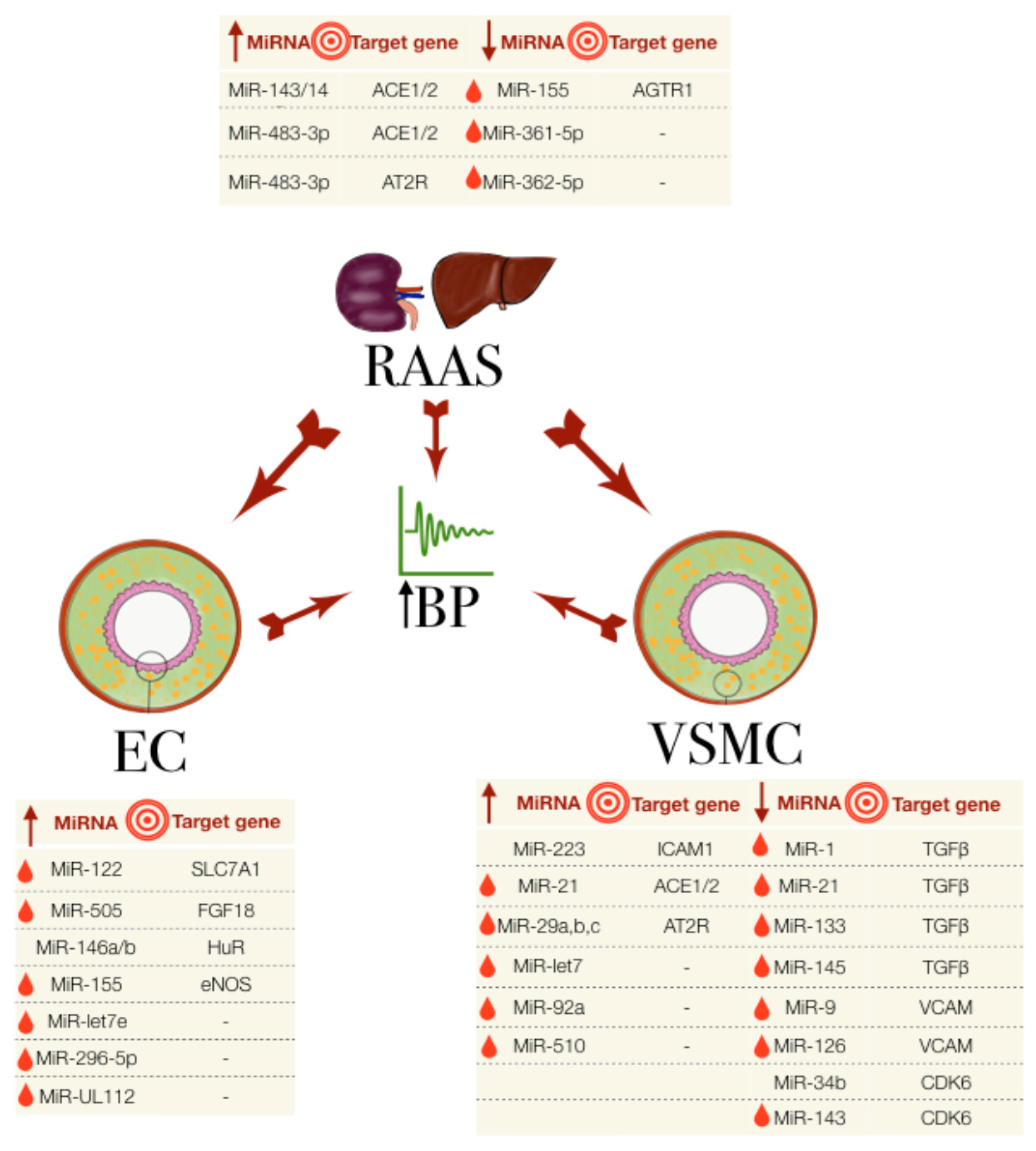 Ijms Free Full Text Non Coding Rna In The Pathogenesis Progression And Treatment Of Hypertension Html