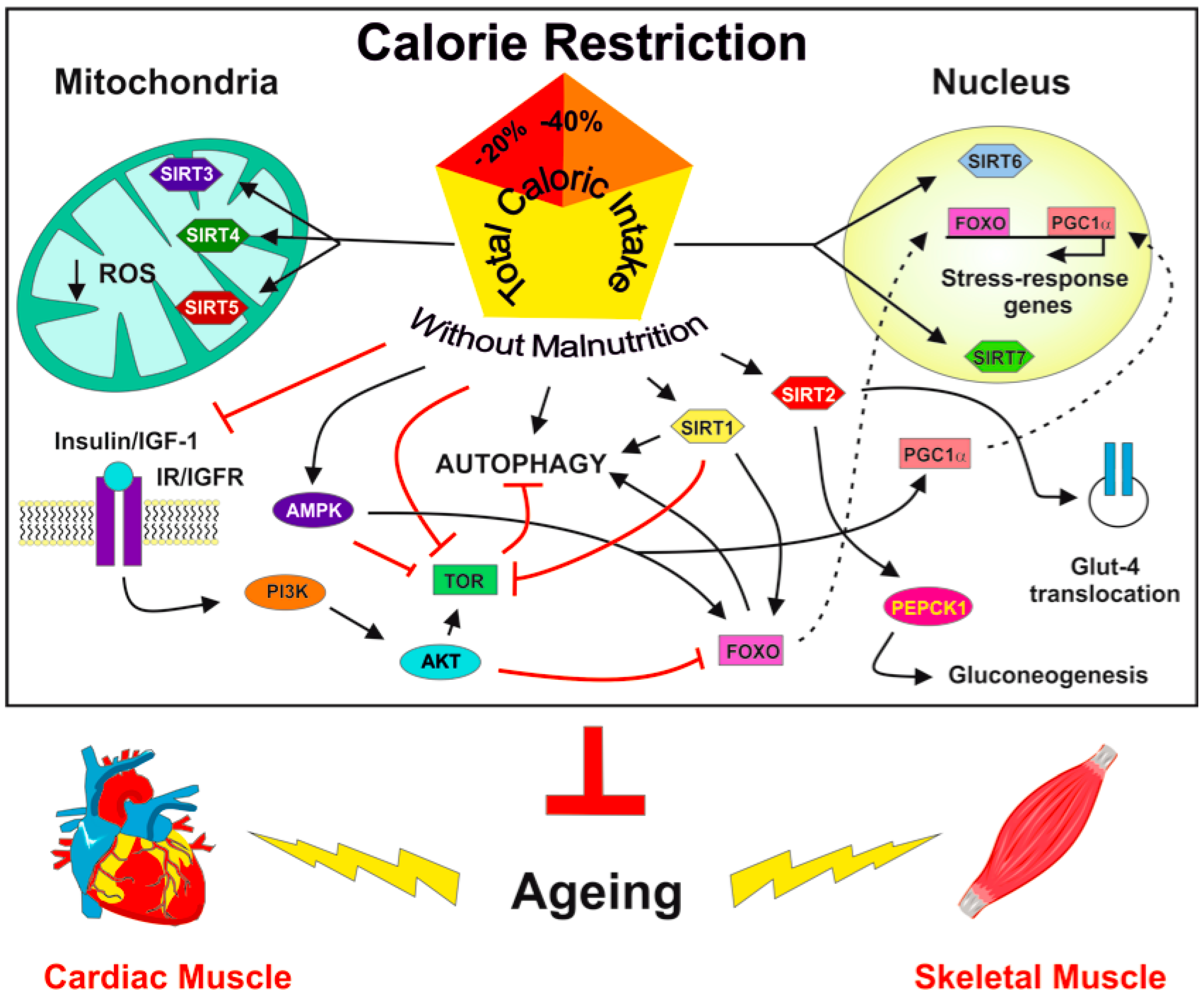 sirtuin anti aging